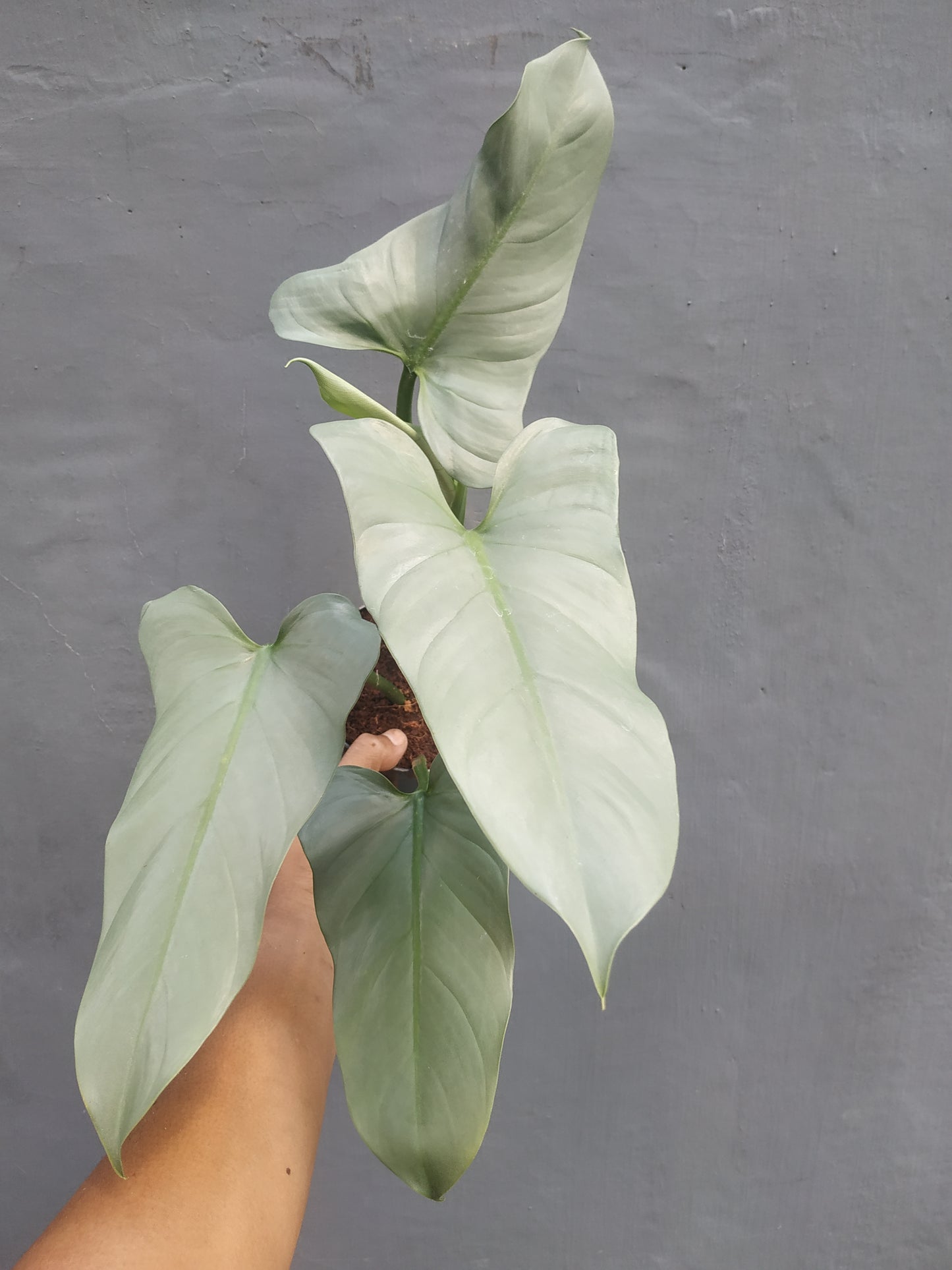 Philodendron Hastatum Silver Sword Mature Leaf