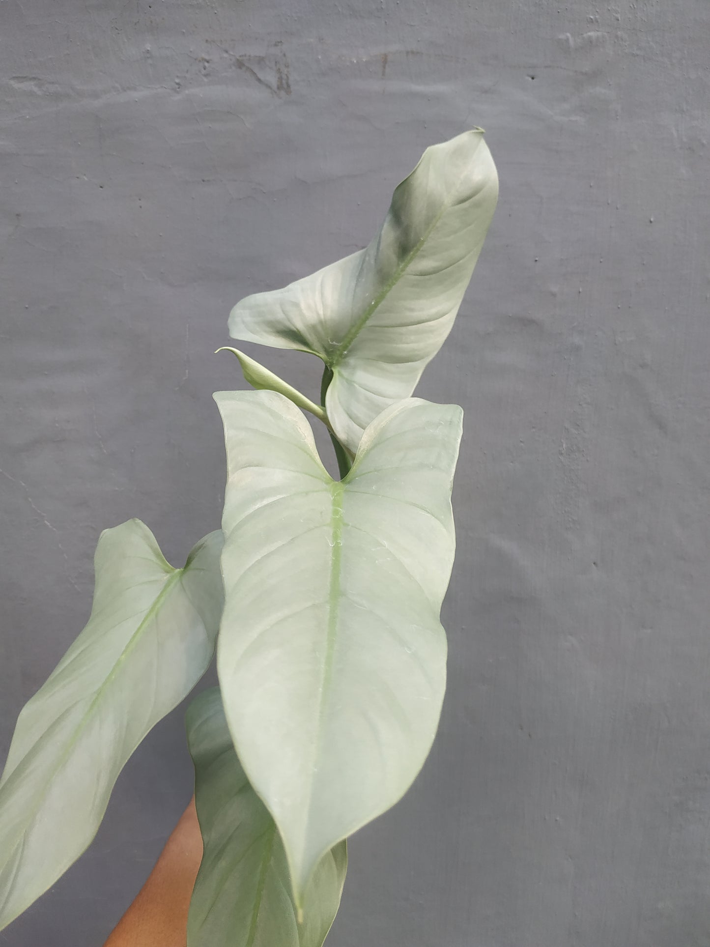 Philodendron Hastatum Silver Sword Mature Leaf