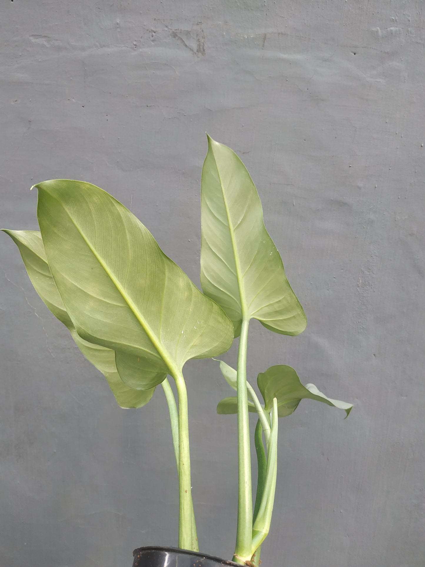 Philodendron Hastatum Silver Sword Mature Leaf