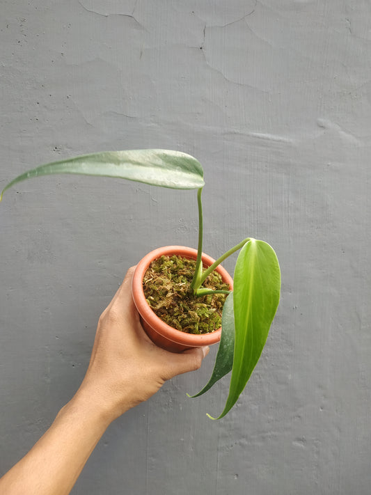 Monstera,monstera deliciosa,monstera deliciosa variegated,rare plant,variegated plant,indoor garden,variegated,foiiage,monstera adansonii variegated,monstera albo variegated