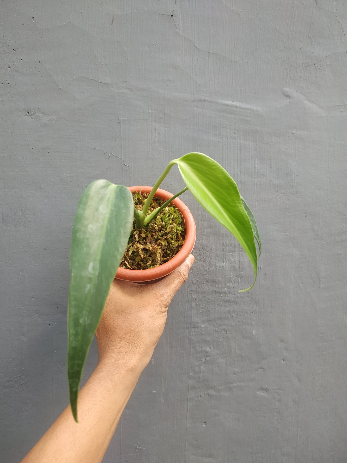 Monstera Burle Marx Flame