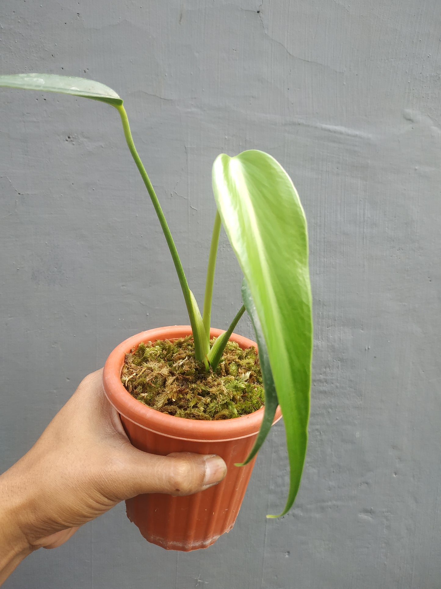 Monstera Burle Marx Flame