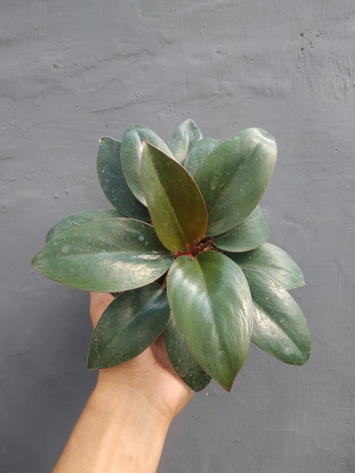 Philodendron Compact Congo