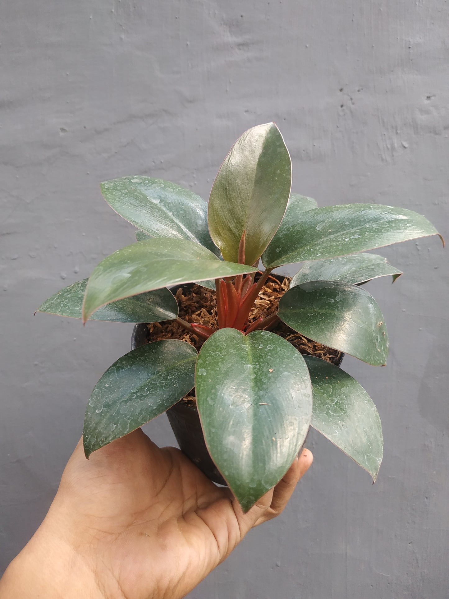 Philodendron Compact Congo