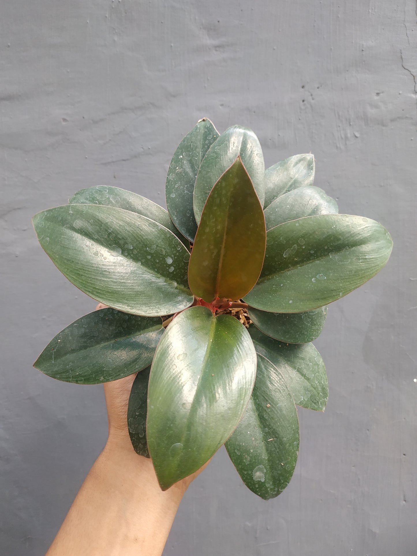 Philodendron Compact Congo
