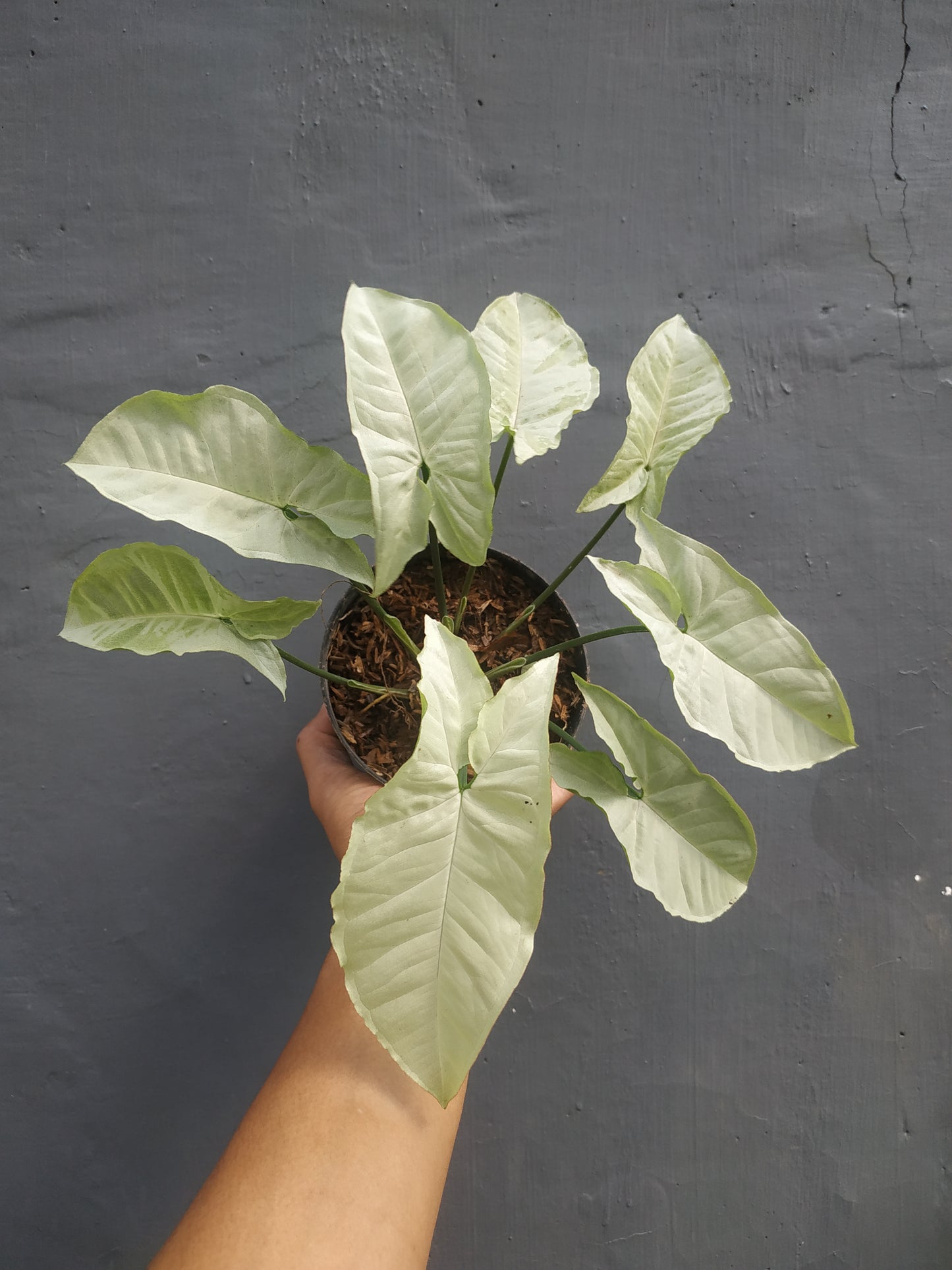 Syngonium Moonshine