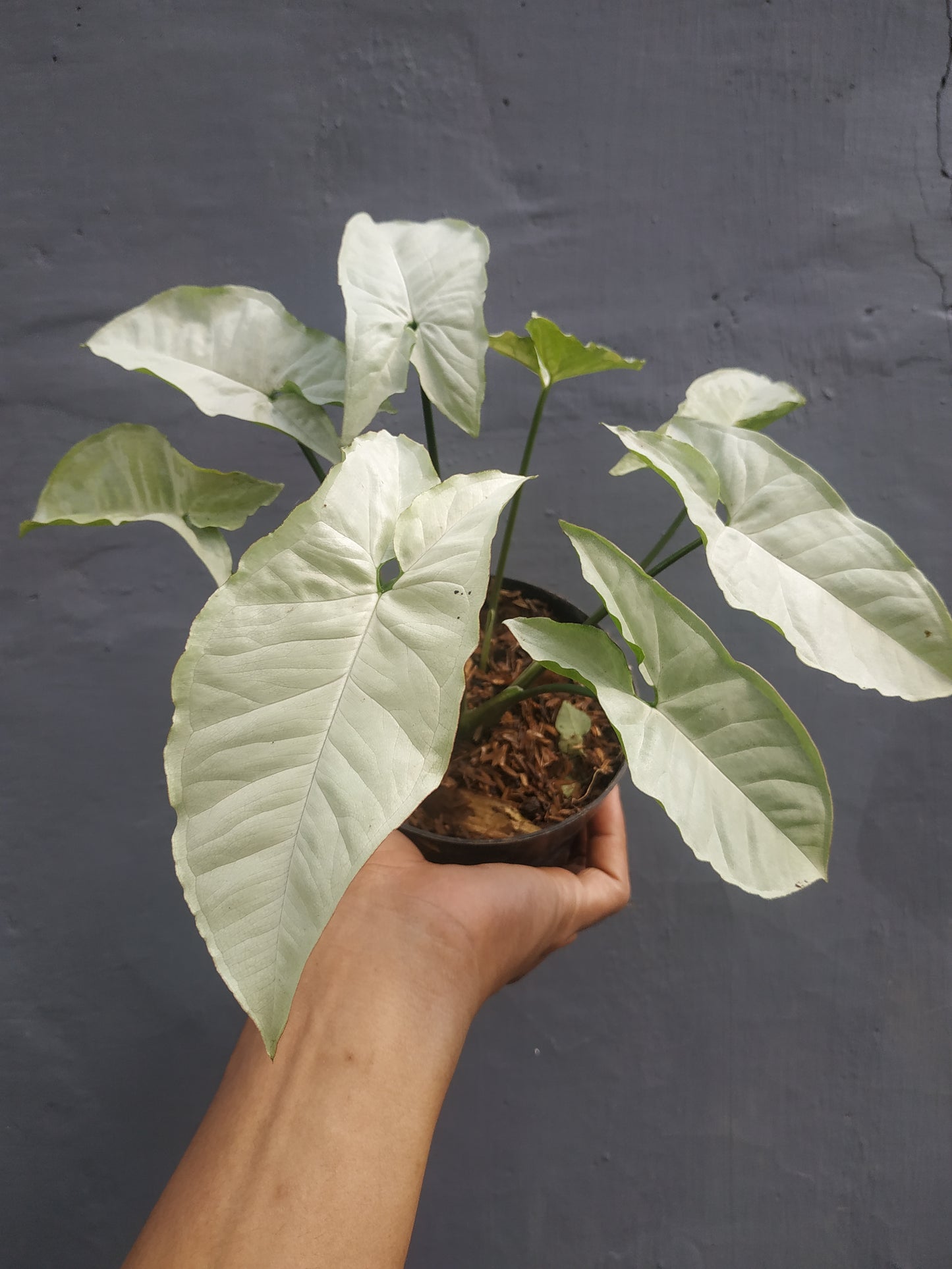 Syngonium Moonshine