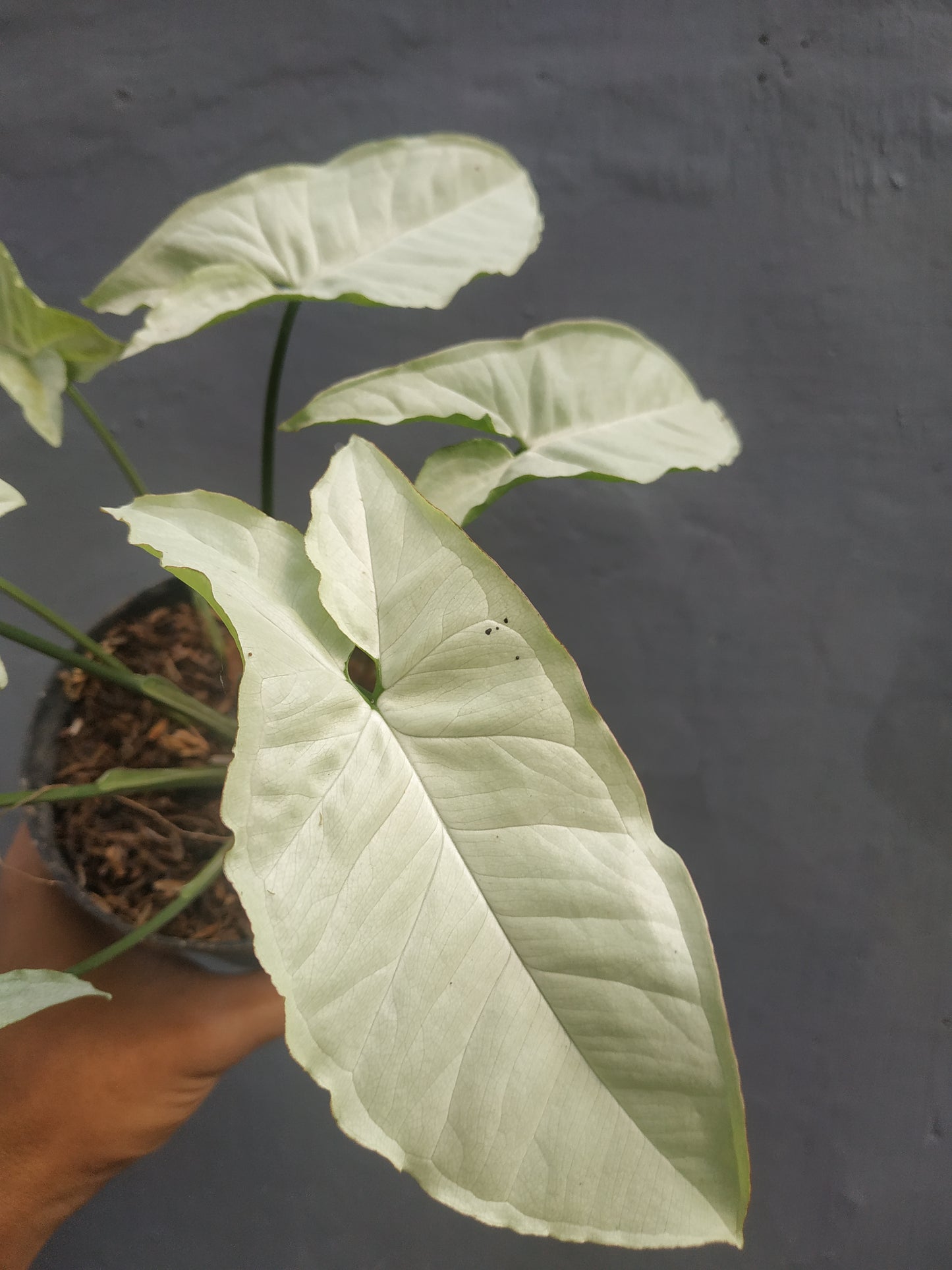 Syngonium Moonshine