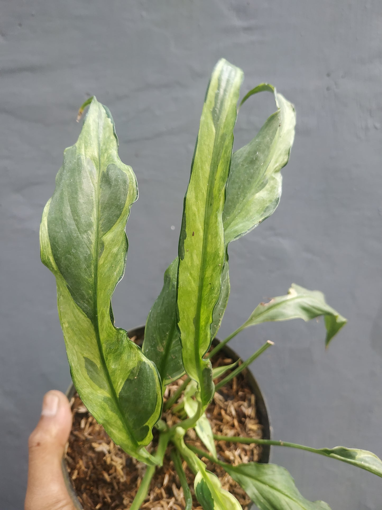 Spathiphyllum Peace Lily Aurea yellow Variegated