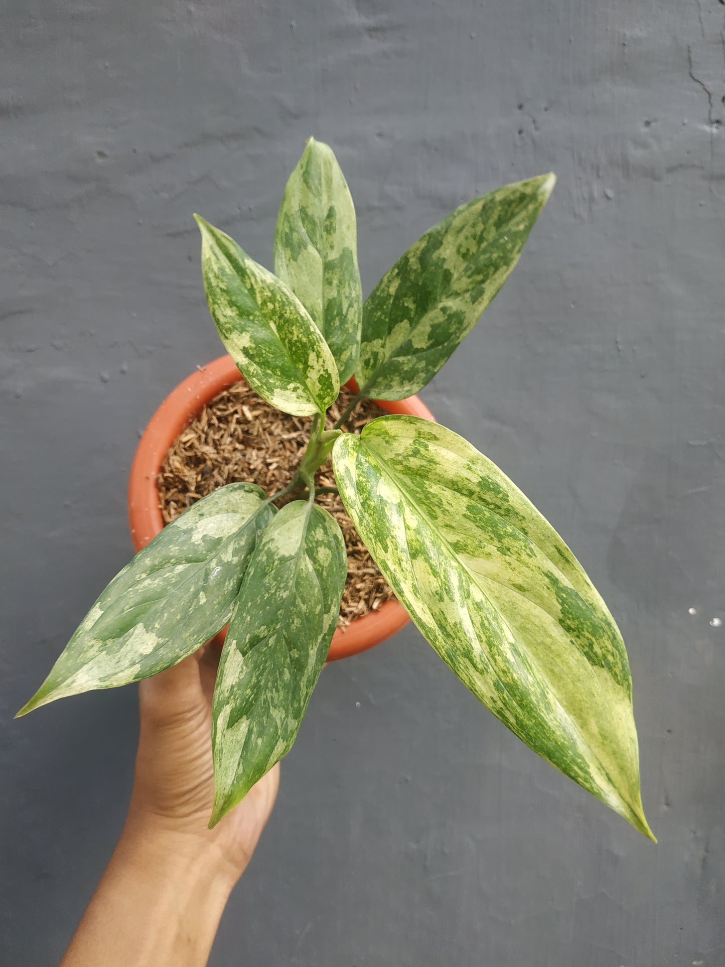 Aglaonema simplex variegated, live aglaonema simplex variegated, live aglaonema simplex variegated plants, rare aglaonema simplex variegated, rare aglaonema simplex variegated live plants, tropical aglaonema simplex variegated live plants, wholesale aglaonema simplex variegated, outdoor plant, indoor plants, winter plants, summer plants, spring plants, houseplants, rare aglaonema simplex variegated live plants, live aglaonema simplex variegated rare plants