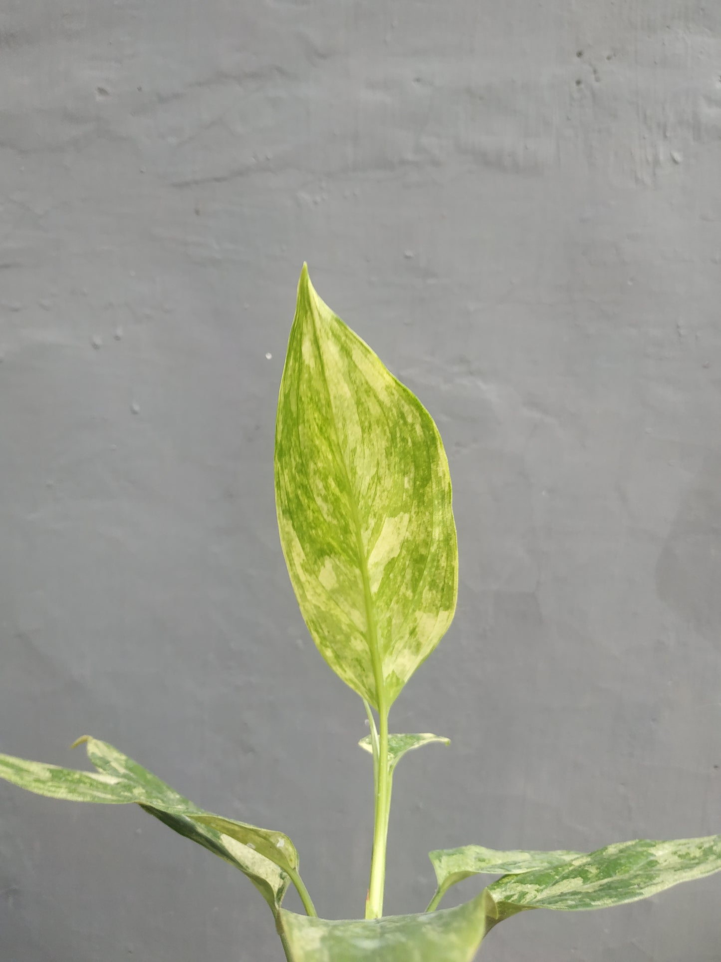 Aglaonema simplex variegated, live aglaonema simplex variegated, live aglaonema simplex variegated plants, rare aglaonema simplex variegated, rare aglaonema simplex variegated live plants, tropical aglaonema simplex variegated live plants, wholesale aglaonema simplex variegated, outdoor plant, indoor plants, winter plants, summer plants, spring plants, houseplants, rare aglaonema simplex variegated live plants, live aglaonema simplex variegated rare plants