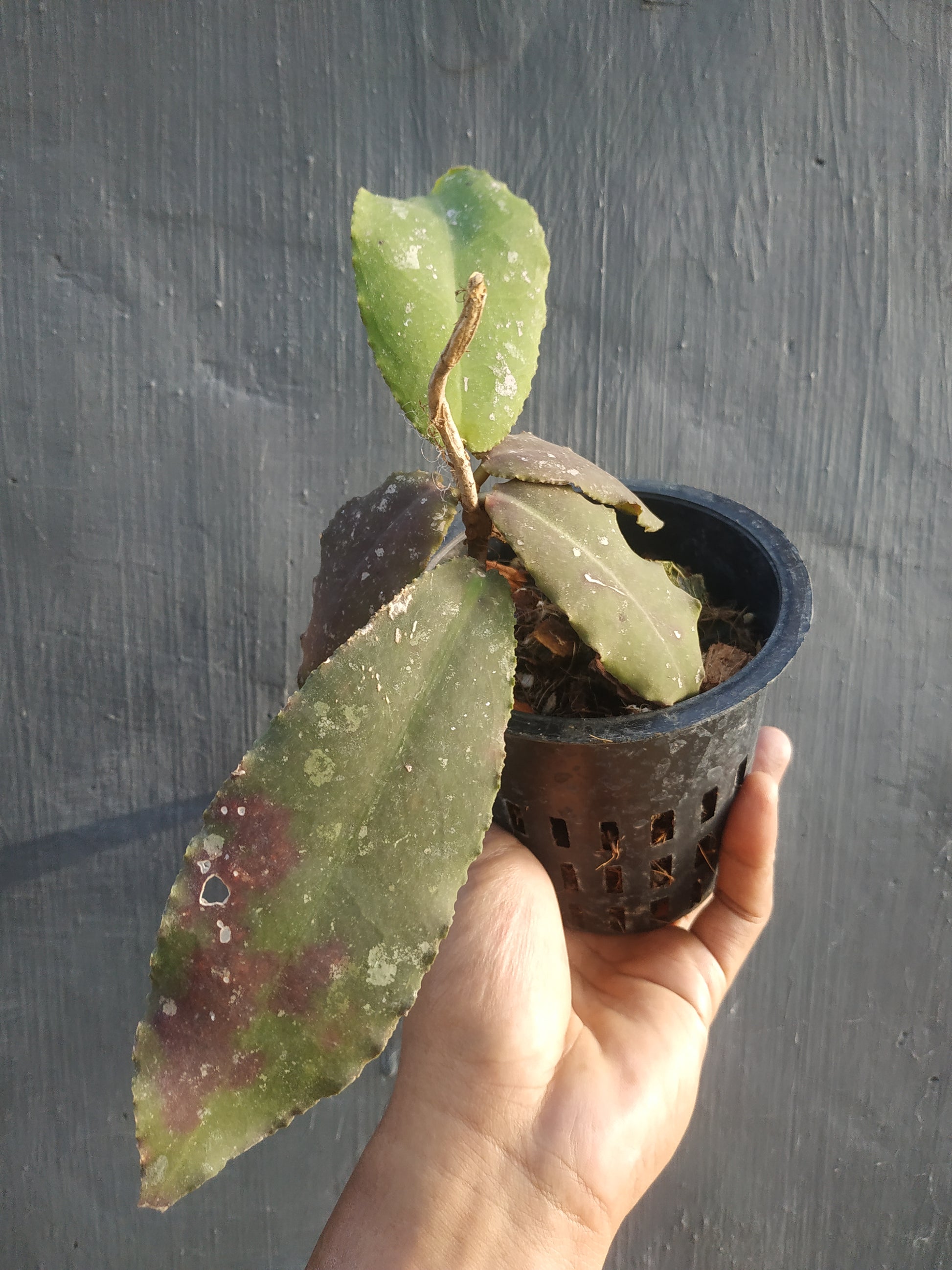 Hoya undulata red, live Hoya undulata red, live Hoya undulata red plants, rare Hoya undulata red, rare Hoya undulata red, live plants Hoya undulata red, tropical Hoya undulata red live plants, wholesale Hoya undulata red, outdoor plant, indoor plants, winter plants, summer plants, spring plants, houseplants, rare Hoya undulata red live plants, live Hoya undulata red plants