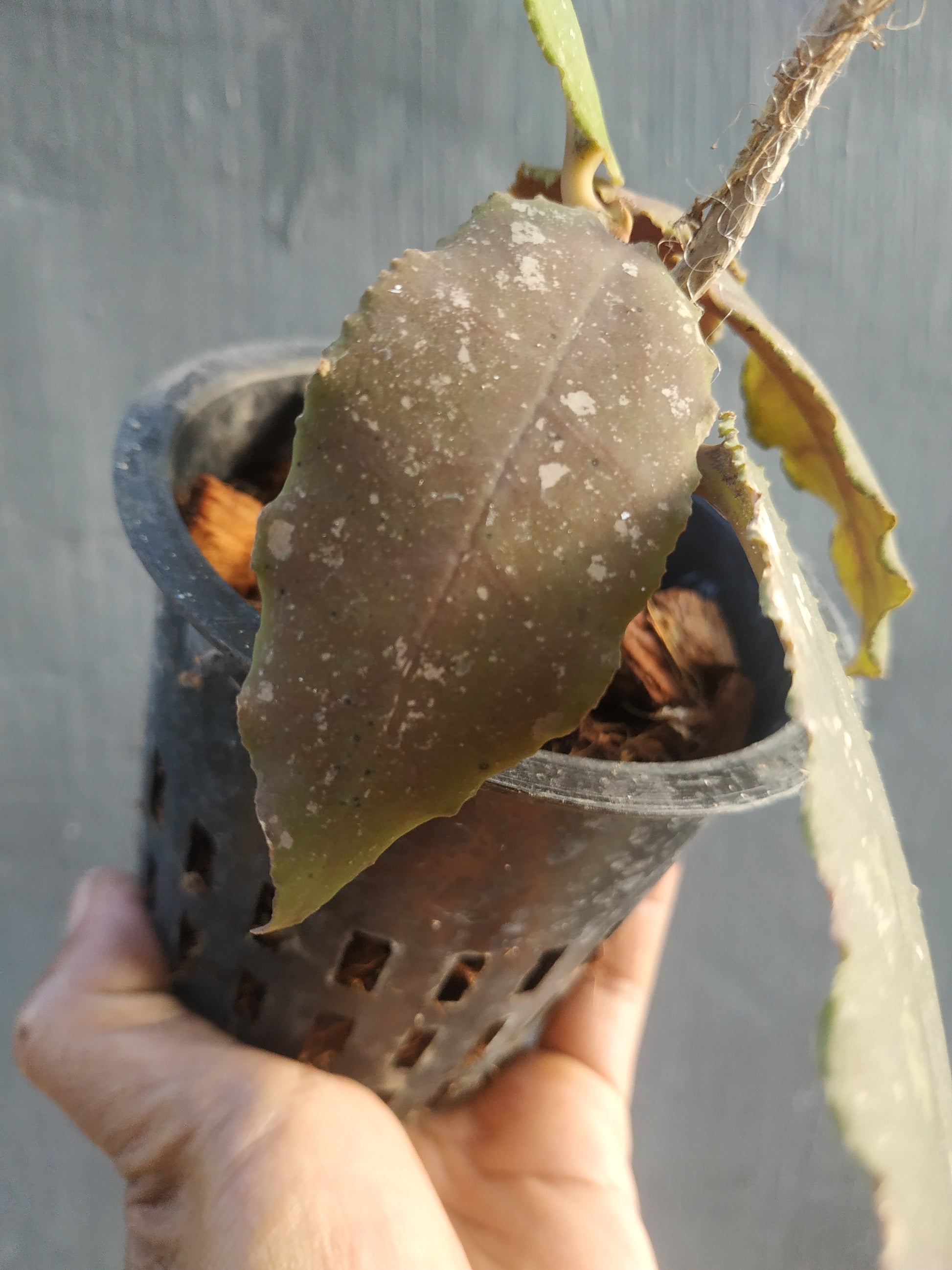 Hoya undulata red, live Hoya undulata red, live Hoya undulata red plants, rare Hoya undulata red, rare Hoya undulata red, live plants Hoya undulata red, tropical Hoya undulata red live plants, wholesale Hoya undulata red, outdoor plant, indoor plants, winter plants, summer plants, spring plants, houseplants, rare Hoya undulata red live plants, live Hoya undulata red plants