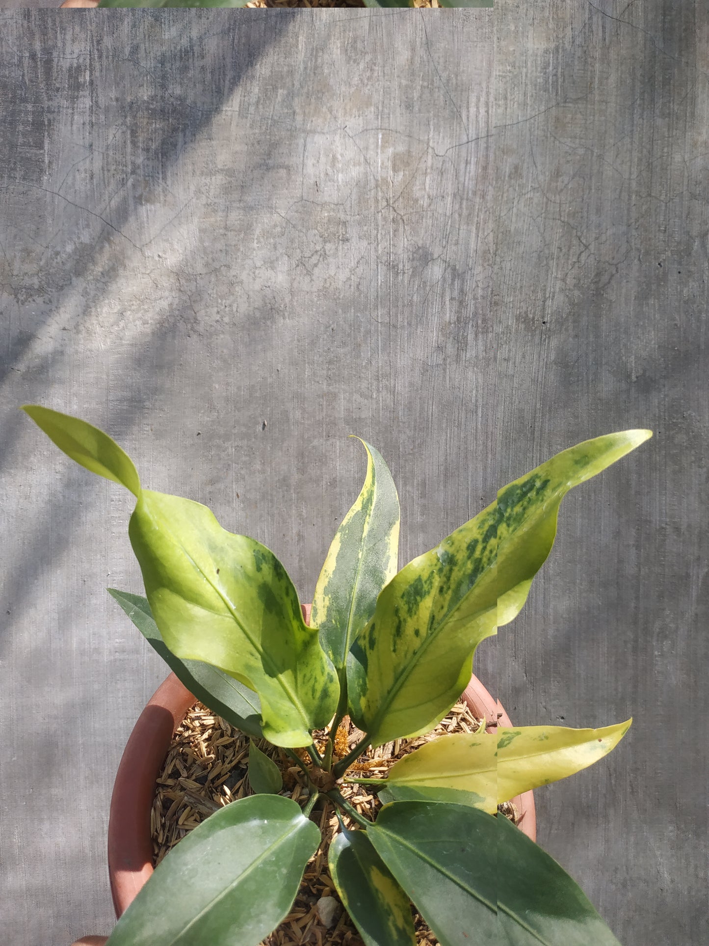 anthurium, anthurium plowmanii variegated, live anthurium plowmanii variegated, live anthurium plowmanii variegated plants, rare anthurium plowmanii variegated, rare anthurium plowmanii variegated live plants, tropical anthurium plowmanii variegated live plants, wholesale anthurium plowmanii variegated, outdoor plant, indoor plants, winter plants, summer plants, spring plants, houseplants, rare anthurium plowmanii variegated plants, live anthurium plowmanii variegated rare plants