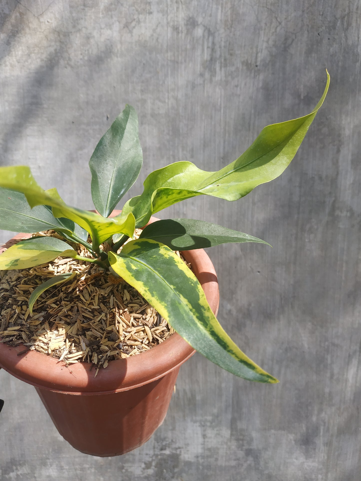 anthurium, anthurium plowmanii variegated, live anthurium plowmanii variegated, live anthurium plowmanii variegated plants, rare anthurium plowmanii variegated, rare anthurium plowmanii variegated live plants, tropical anthurium plowmanii variegated live plants, wholesale anthurium plowmanii variegated, outdoor plant, indoor plants, winter plants, summer plants, spring plants, houseplants, rare anthurium plowmanii variegated plants, live anthurium plowmanii variegated rare plants