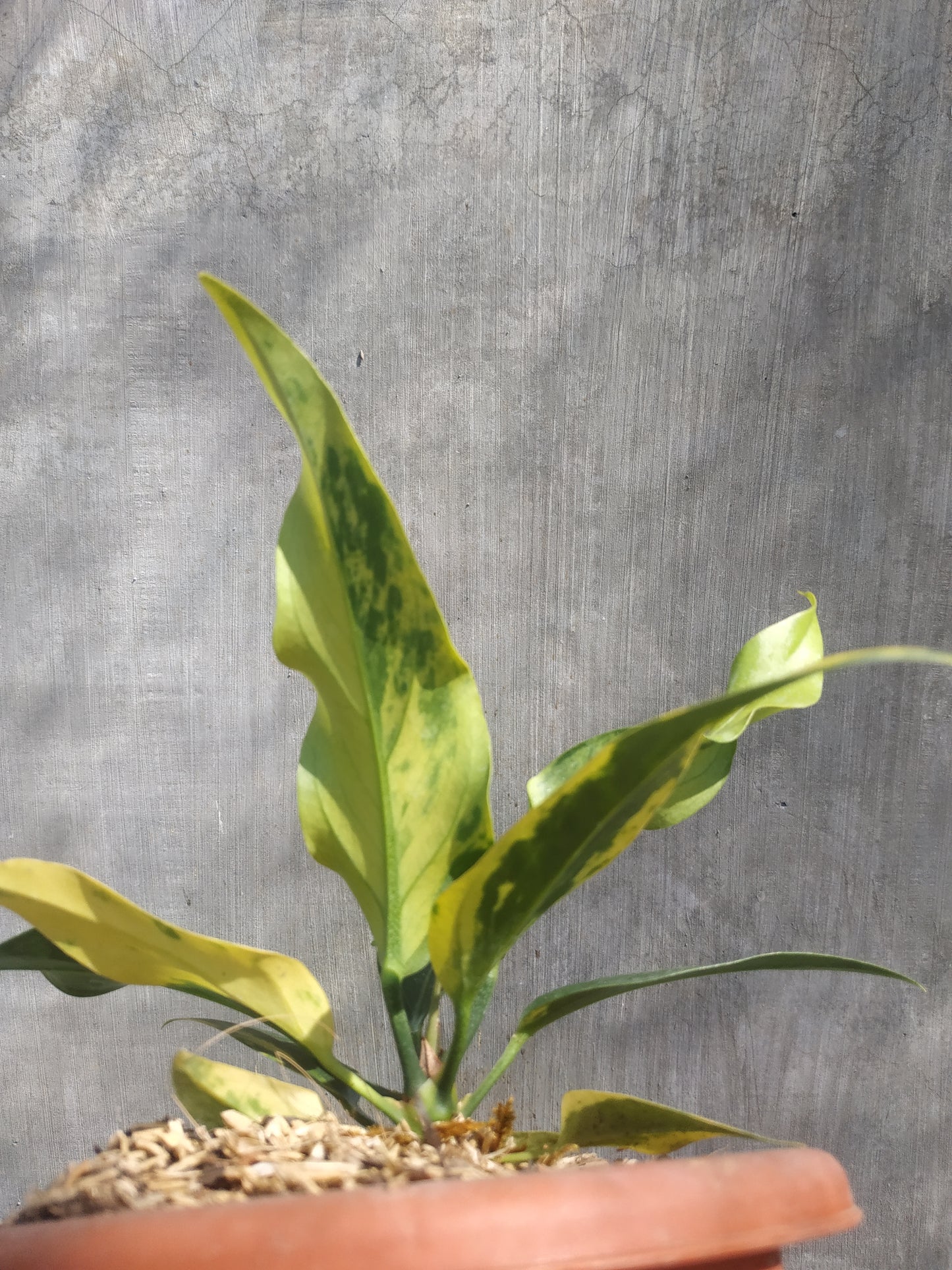 anthurium, anthurium plowmanii variegated, live anthurium plowmanii variegated, live anthurium plowmanii variegated plants, rare anthurium plowmanii variegated, rare anthurium plowmanii variegated live plants, tropical anthurium plowmanii variegated live plants, wholesale anthurium plowmanii variegated, outdoor plant, indoor plants, winter plants, summer plants, spring plants, houseplants, rare anthurium plowmanii variegated plants, live anthurium plowmanii variegated rare plants