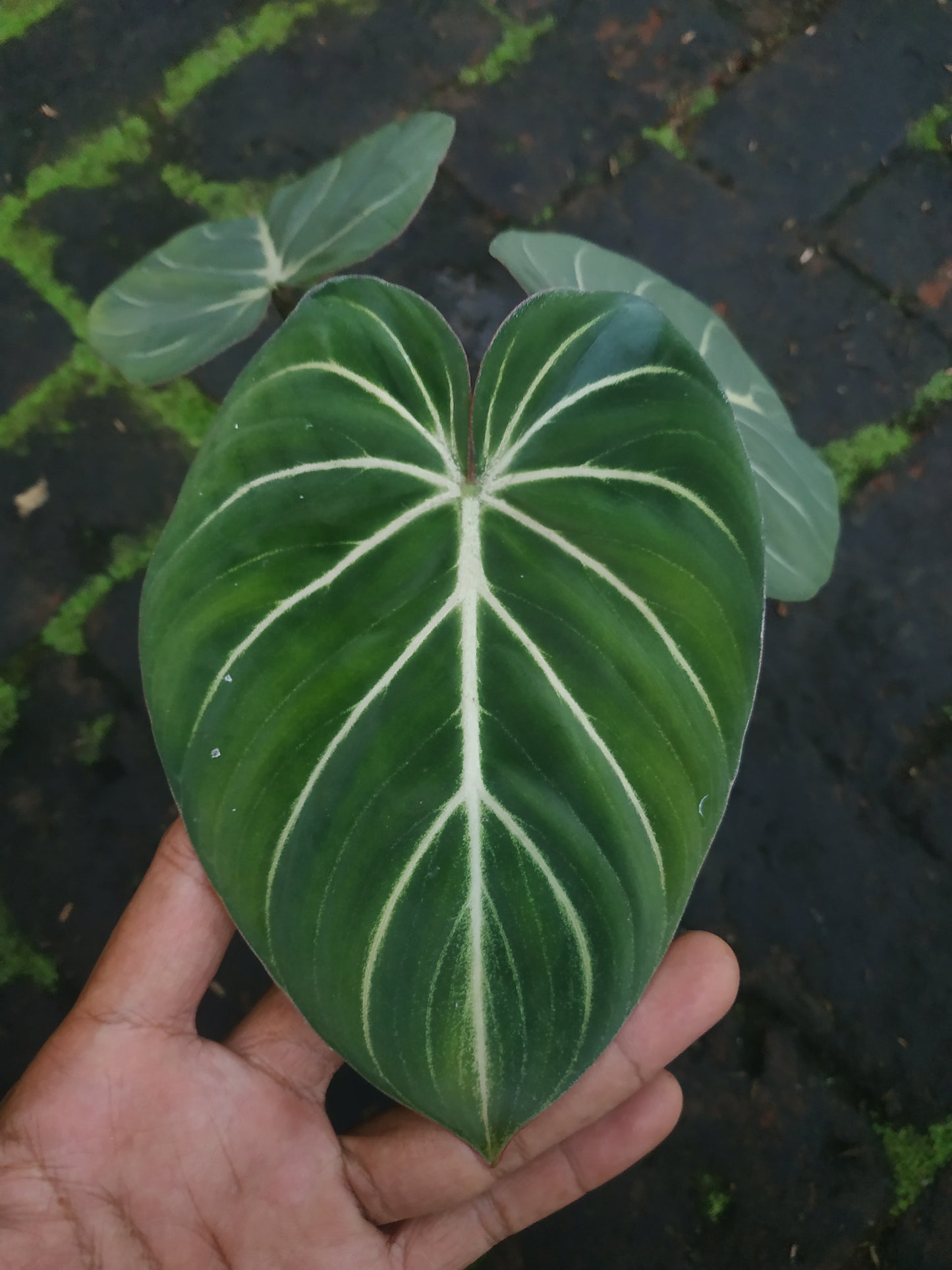 Philodendron Gloriosum " Zebra "