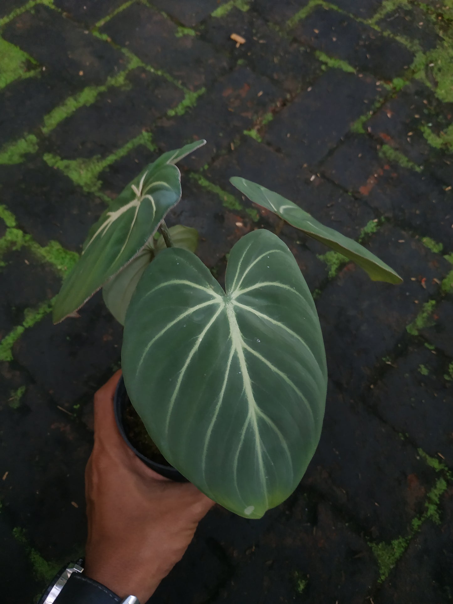Philodendron Gloriosum " Zebra "