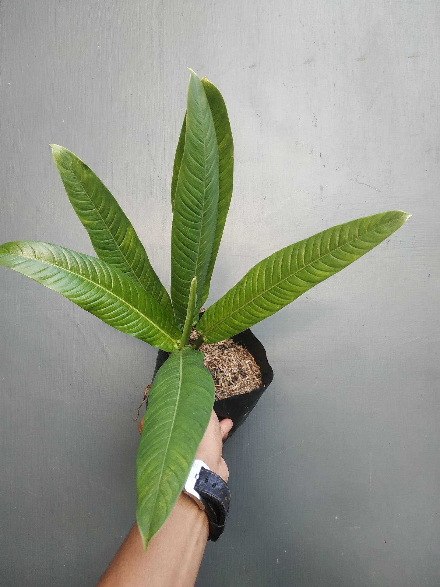 Philodendron Lynette