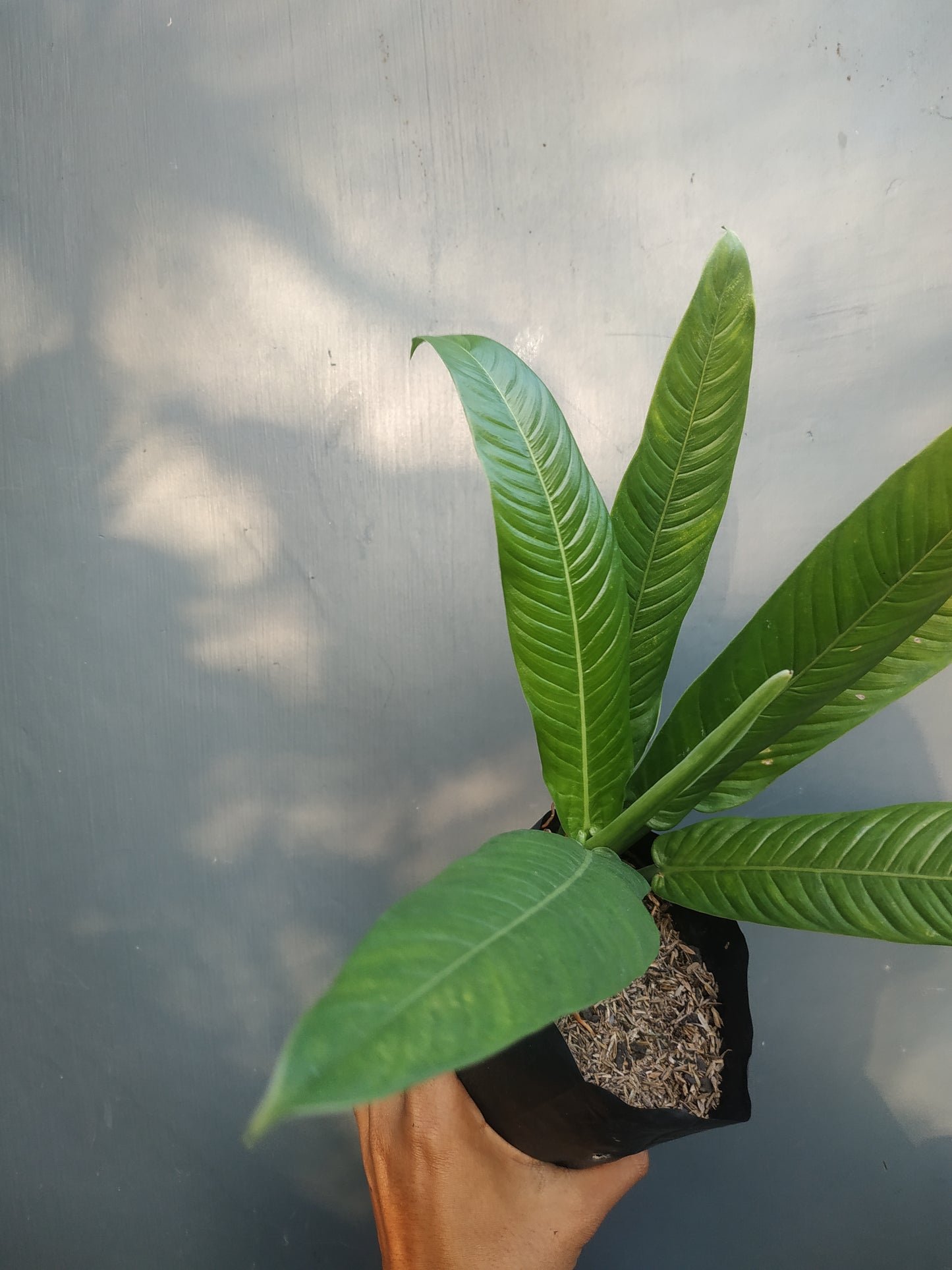 Philodendron Lynette