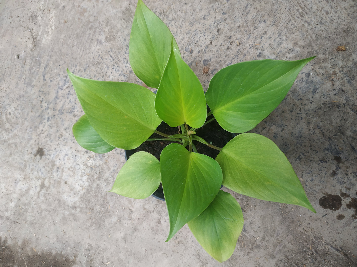 Homalomena golden, live Homalomena golden, live Homalomena golden plants, rare Homalomena golden, rare Homalomena golden, live plants Homalomena golden, tropical Homalomena golden live plants, wholesale Homalomena golden, outdoor plant, indoor plants, winter plants, summer plants, spring plants, houseplants, rare Homalomena golden live plants, live Homalomena golden plants