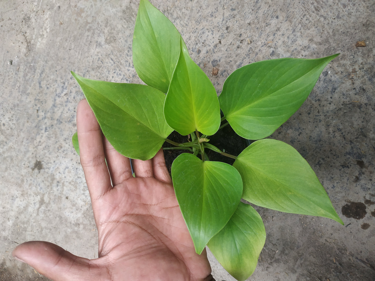 Homalomena golden, live Homalomena golden, live Homalomena golden plants, rare Homalomena golden, rare Homalomena golden, live plants Homalomena golden, tropical Homalomena golden live plants, wholesale Homalomena golden, outdoor plant, indoor plants, winter plants, summer plants, spring plants, houseplants, rare Homalomena golden live plants, live Homalomena golden plants