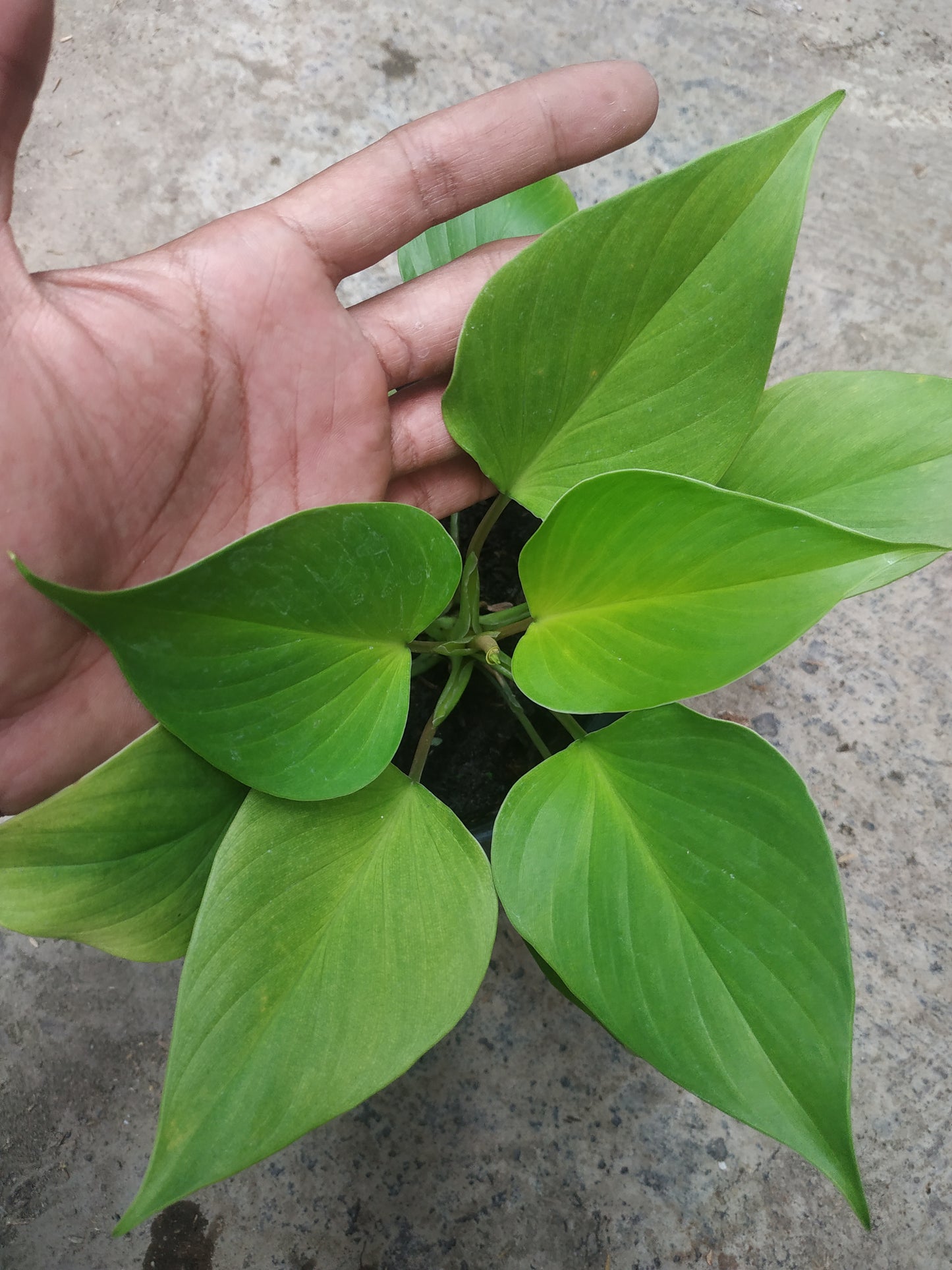 Homalomena golden, live Homalomena golden, live Homalomena golden plants, rare Homalomena golden, rare Homalomena golden, live plants Homalomena golden, tropical Homalomena golden live plants, wholesale Homalomena golden, outdoor plant, indoor plants, winter plants, summer plants, spring plants, houseplants, rare Homalomena golden live plants, live Homalomena golden plants