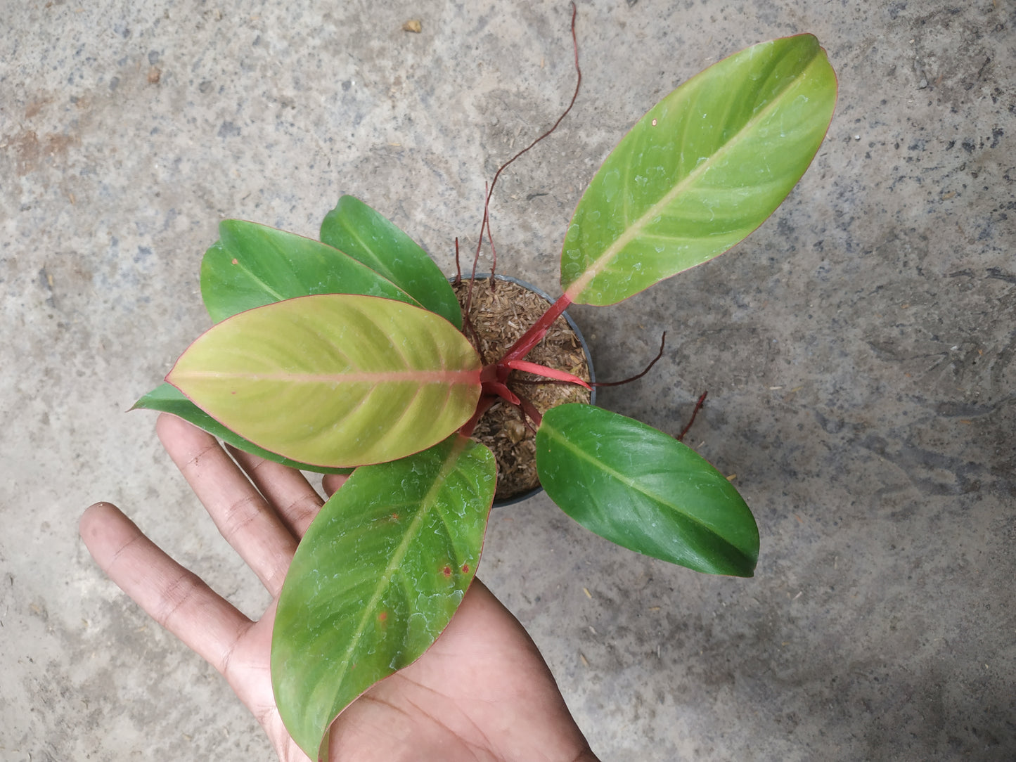 Philodendron Prince Of Orange
