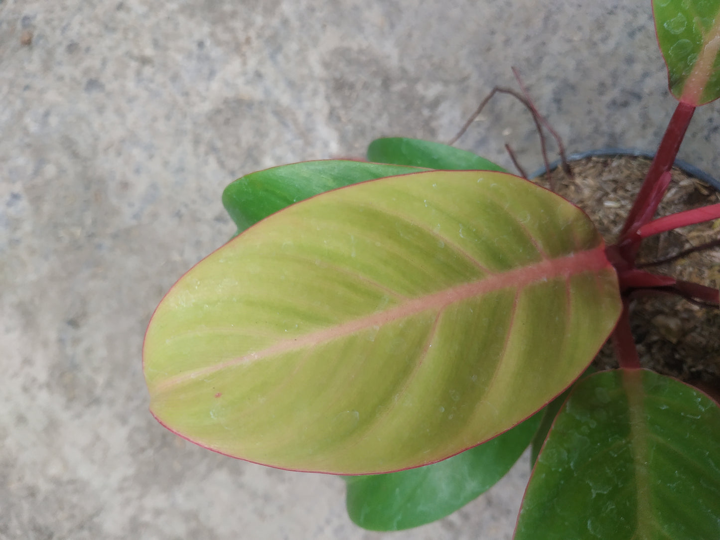 Philodendron Prince Of Orange