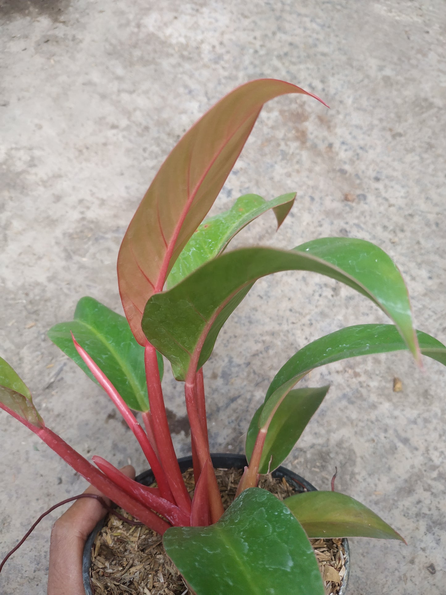 Philodendron Prince Of Orange