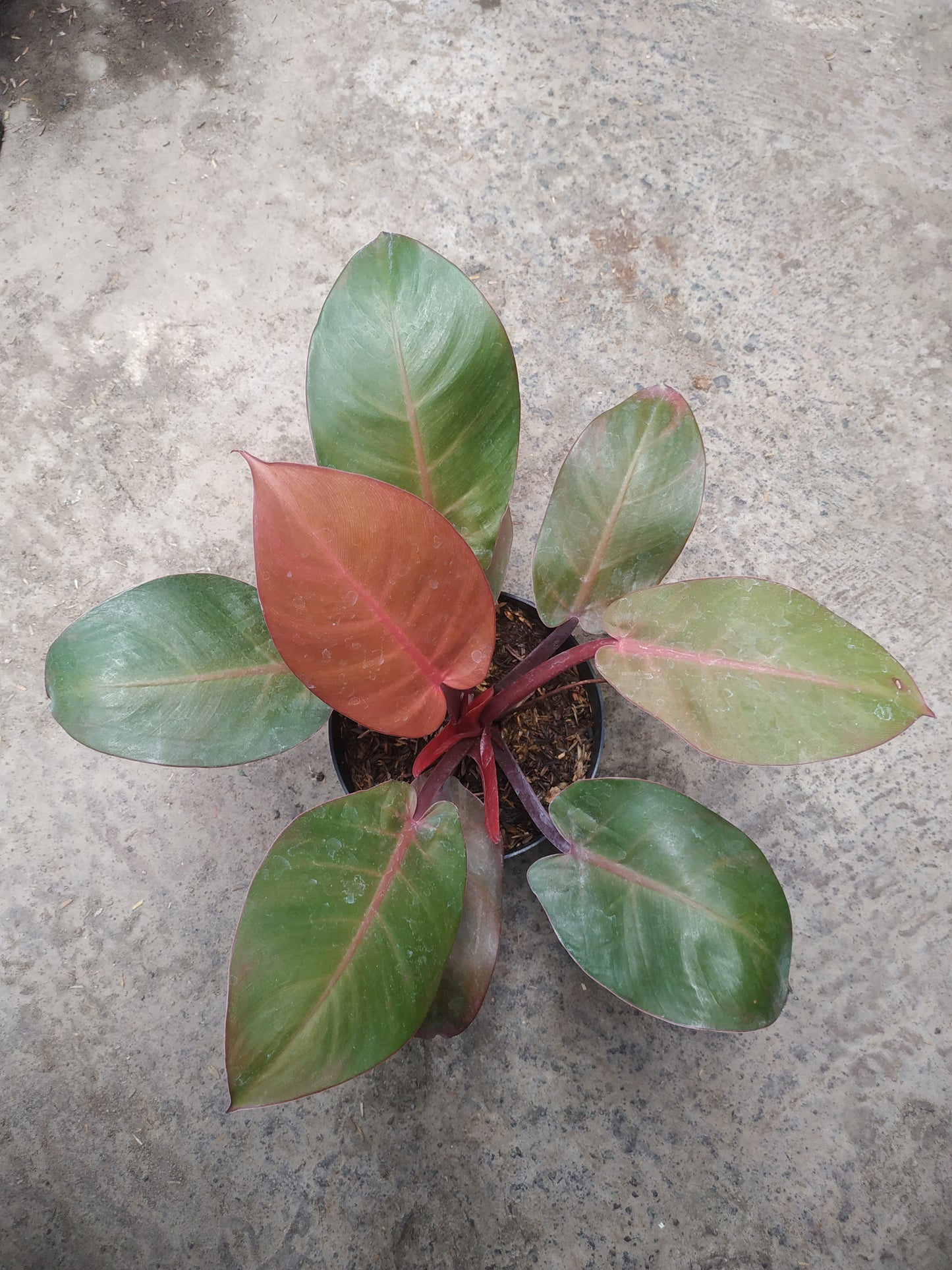 Philodendron Mccolley's Finale