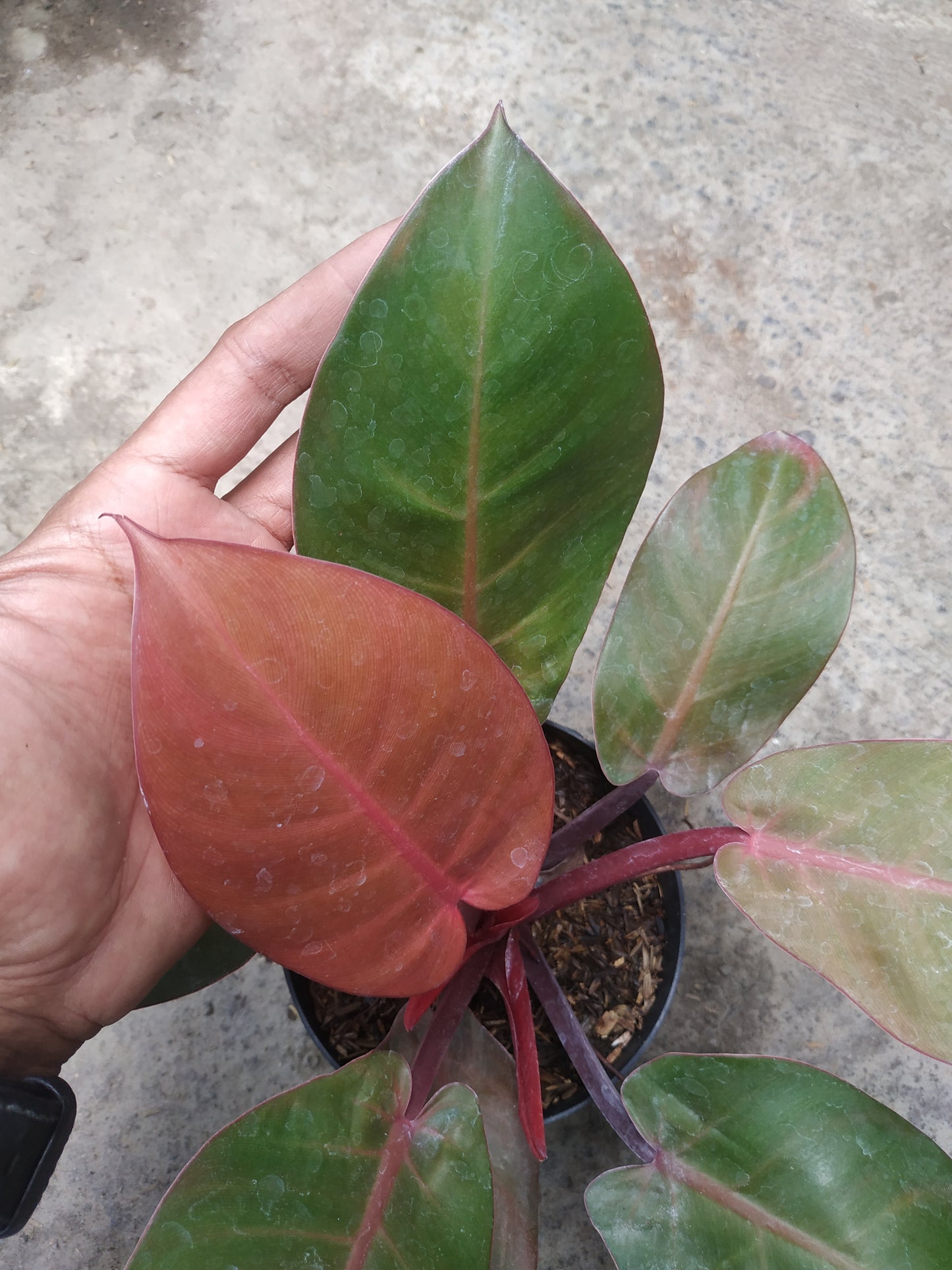Philodendron Mccolley's Finale