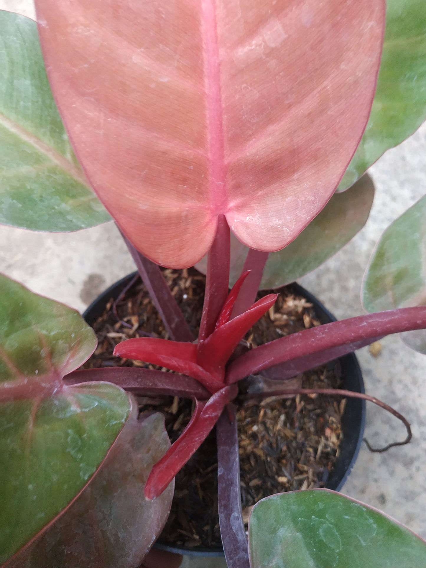 Philodendron Mccolley's Finale