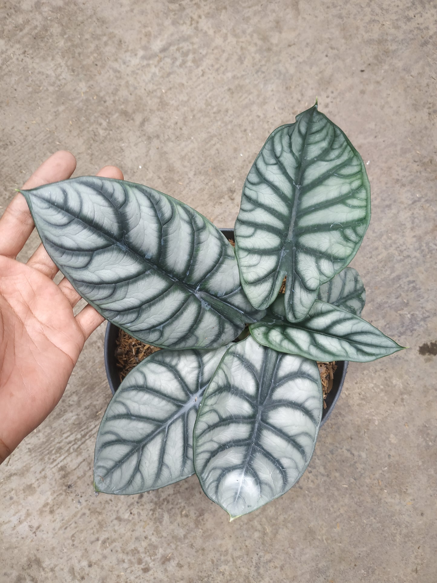 alocasia, live alocasia dragon scale, live dragon scale plants, rare dragon scale, rare alocasia dragon scale live plants, tropical dragon scale live plants, wholesale dragon scale, outdoor plant, indoor plants, winter plants, summer plants, spring plants, houseplants, rare alocasia dragon scale plants, live dragon scale rare plants