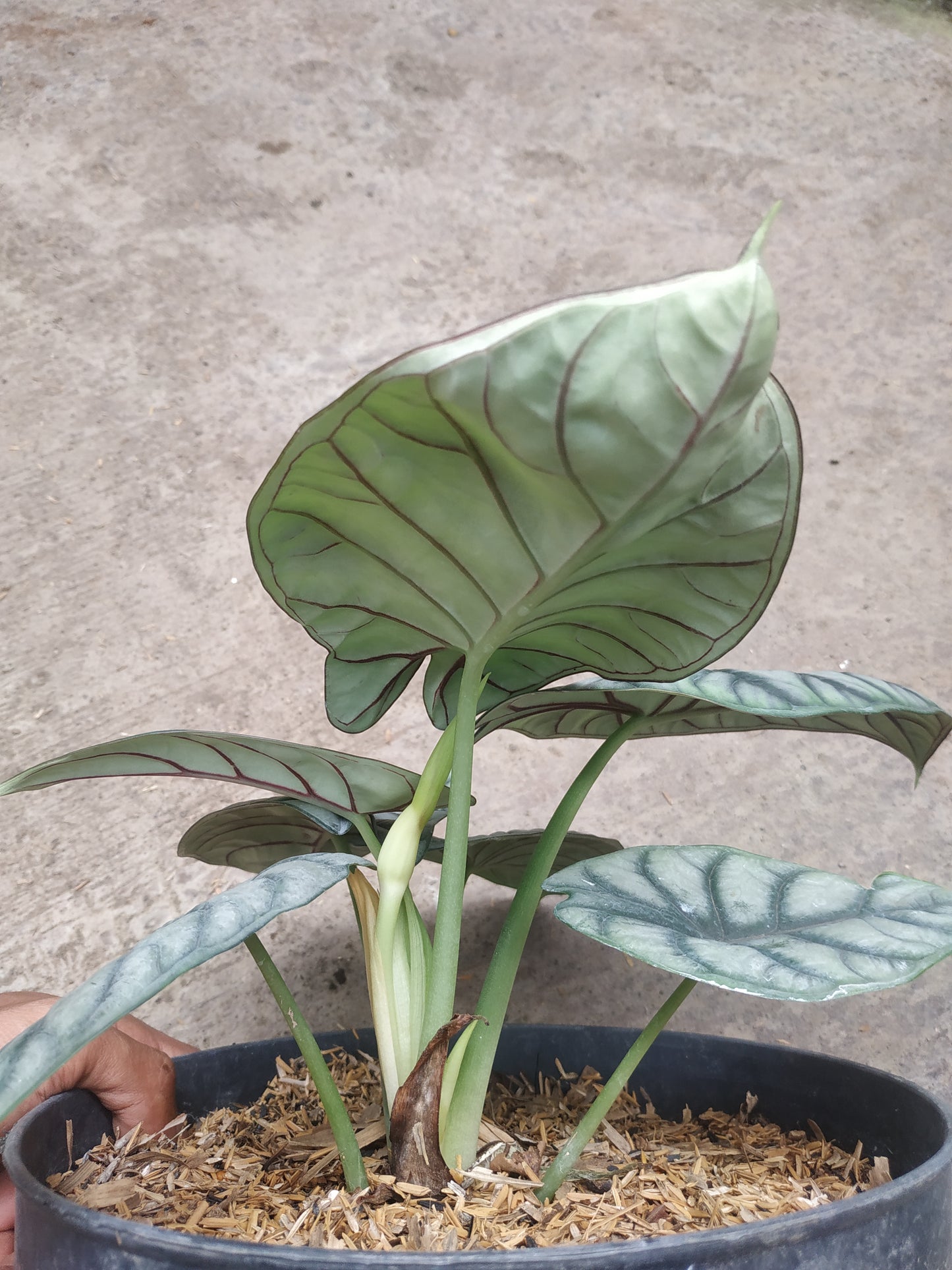 alocasia, live alocasia dragon scale, live dragon scale plants, rare dragon scale, rare alocasia dragon scale live plants, tropical dragon scale live plants, wholesale dragon scale, outdoor plant, indoor plants, winter plants, summer plants, spring plants, houseplants, rare alocasia dragon scale plants, live dragon scale rare plants