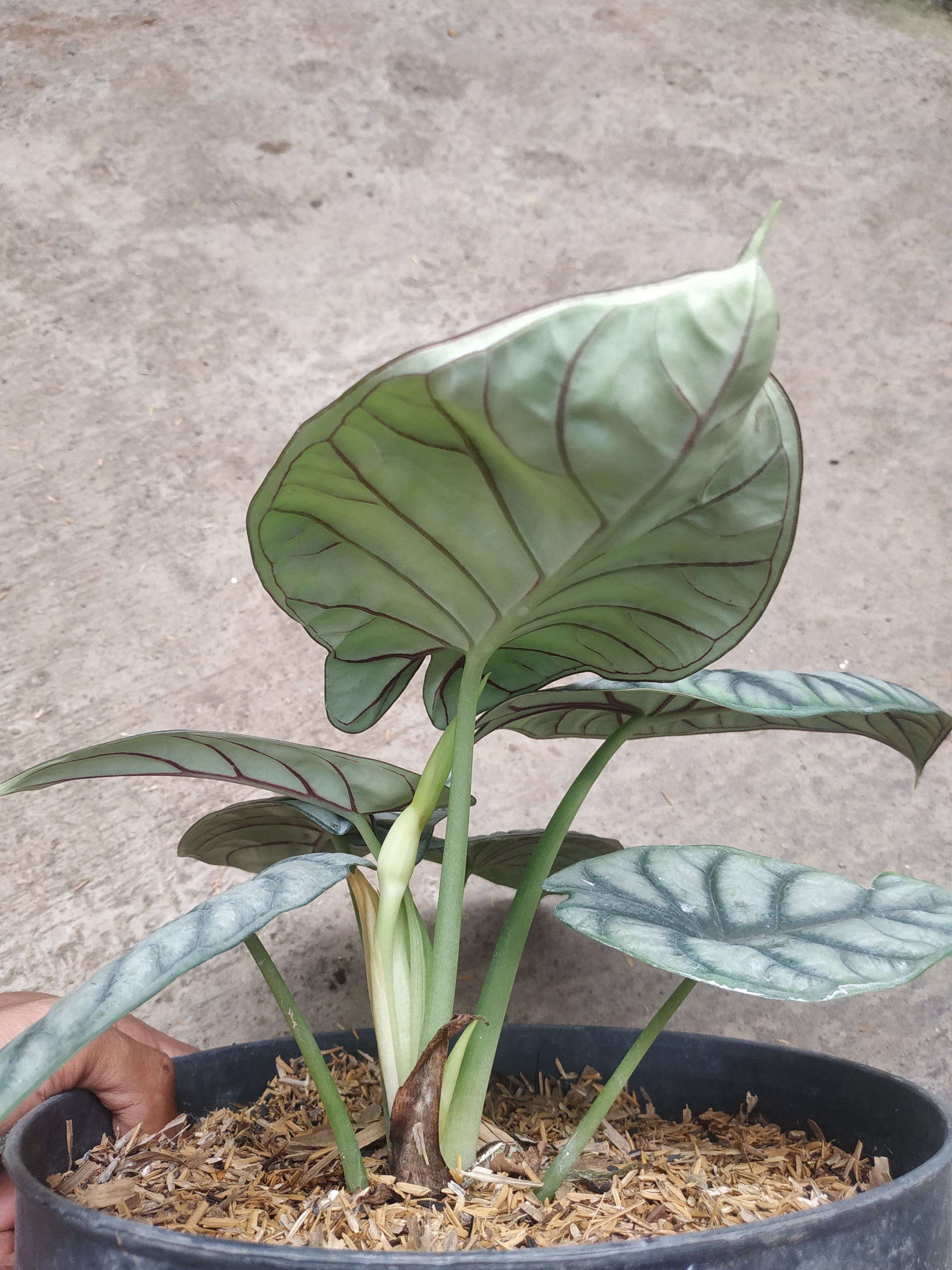 alocasia, live alocasia dragon scale, live dragon scale plants, rare dragon scale, rare alocasia dragon scale live plants, tropical dragon scale live plants, wholesale dragon scale, outdoor plant, indoor plants, winter plants, summer plants, spring plants, houseplants, rare alocasia dragon scale plants, live dragon scale rare plants