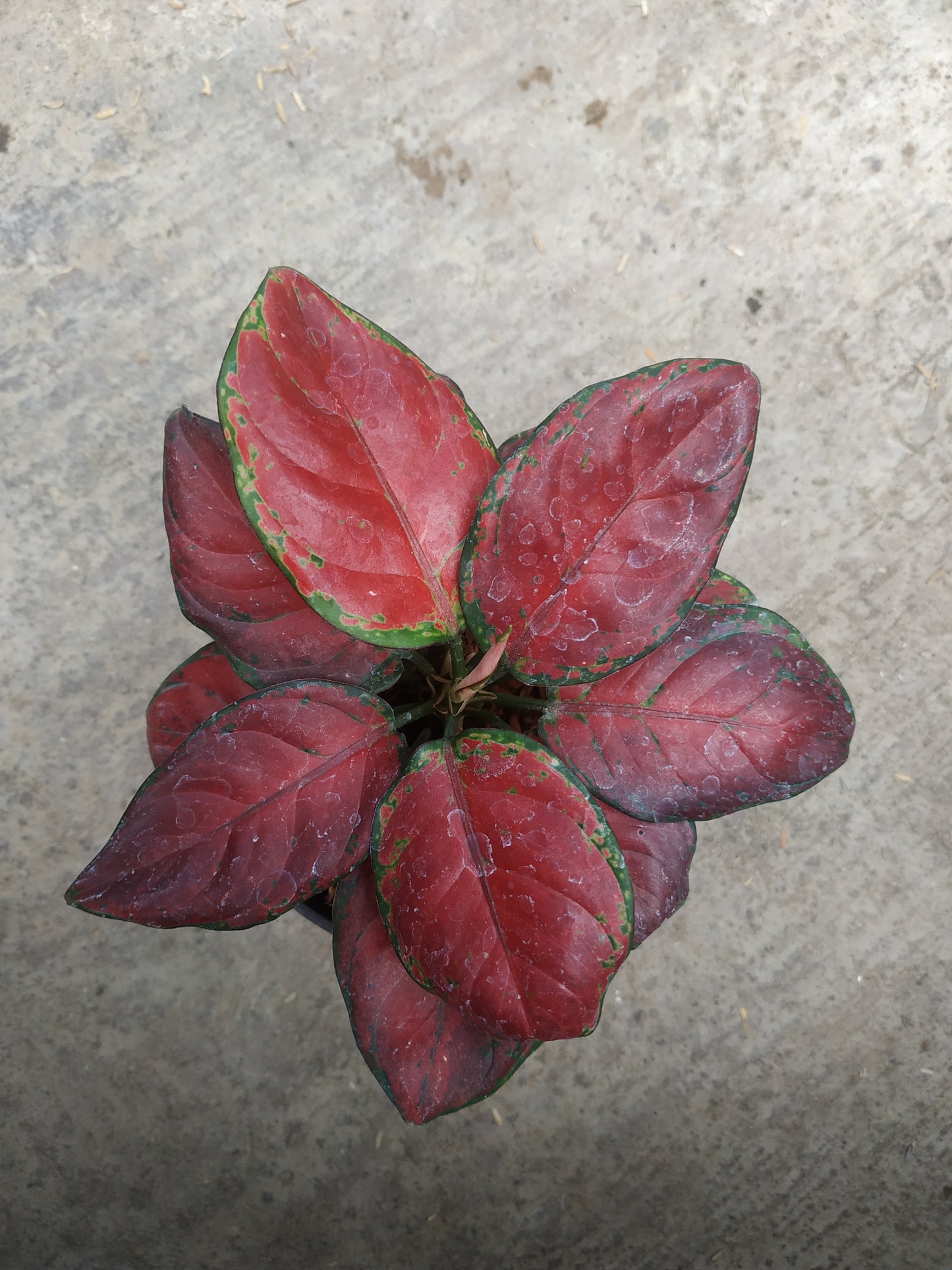 Aglaonema black maroon, live aglaonema black maroon, live aglaonema black maroon plants, rare aglaonema black maroon, rare aglaonema black maroon live plants, tropical aglaonema black maroon live plants, wholesale aglaonema black maroon, outdoor plant, indoor plants, winter plants, summer plants, spring plants, houseplants, rare aglaonema black maroon live plants, live aglaonema black maroon rare plants