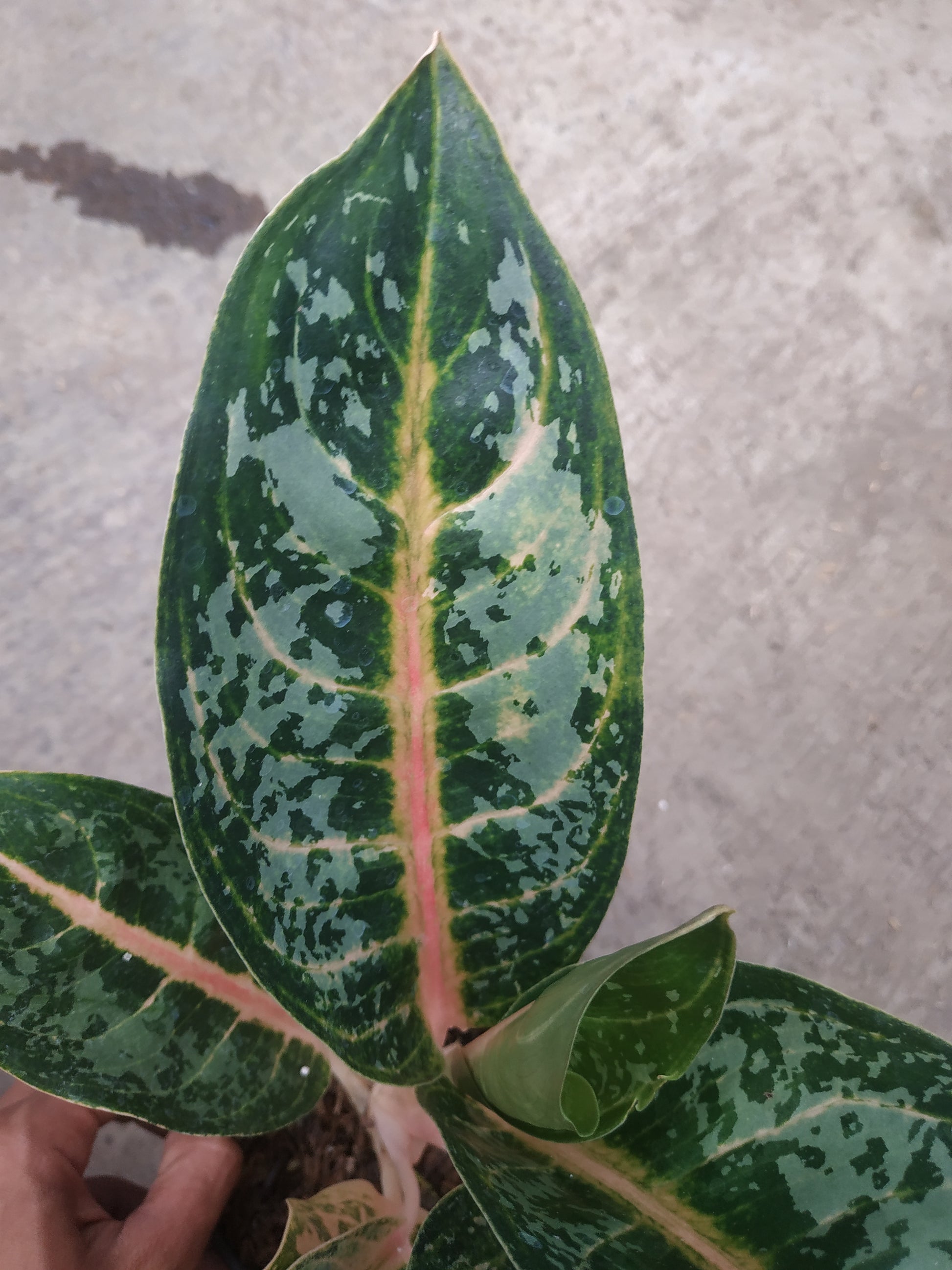 Aglaonema gajah mada, live aglaonema gajah mada, live aglaonema gajah mada plants, rare aglaonema gajah mada, rare aglaonema gajah mada live plants, tropical aglaonema gajah mada live plants, wholesale aglaonema gajah mada, outdoor plant, indoor plants, winter plants, summer plants, spring plants, houseplants, rare aglaonema gajah mada live plants, live aglaonema gajah mada rare plants