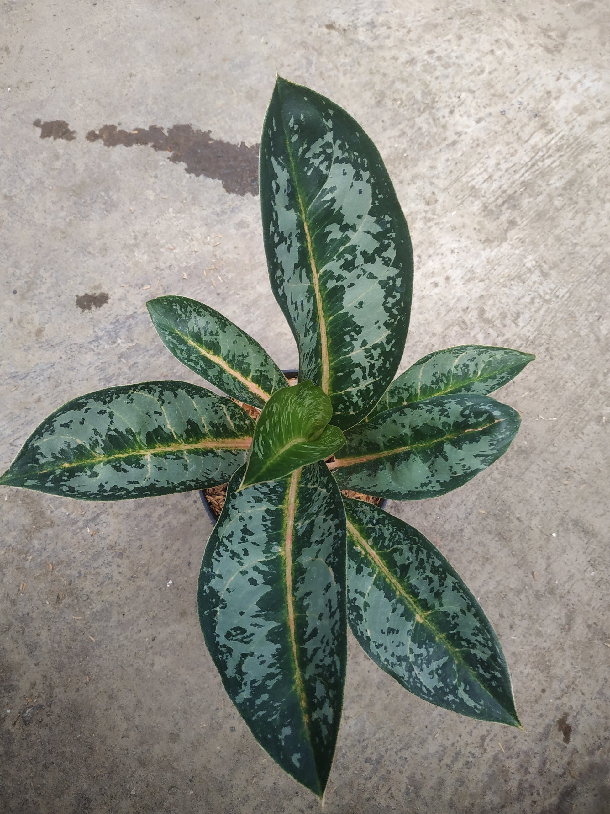Aglaonema gajah mada, live aglaonema gajah mada, live aglaonema gajah mada plants, rare aglaonema gajah mada, rare aglaonema gajah mada live plants, tropical aglaonema gajah mada live plants, wholesale aglaonema gajah mada, outdoor plant, indoor plants, winter plants, summer plants, spring plants, houseplants, rare aglaonema gajah mada live plants, live aglaonema gajah mada rare plants