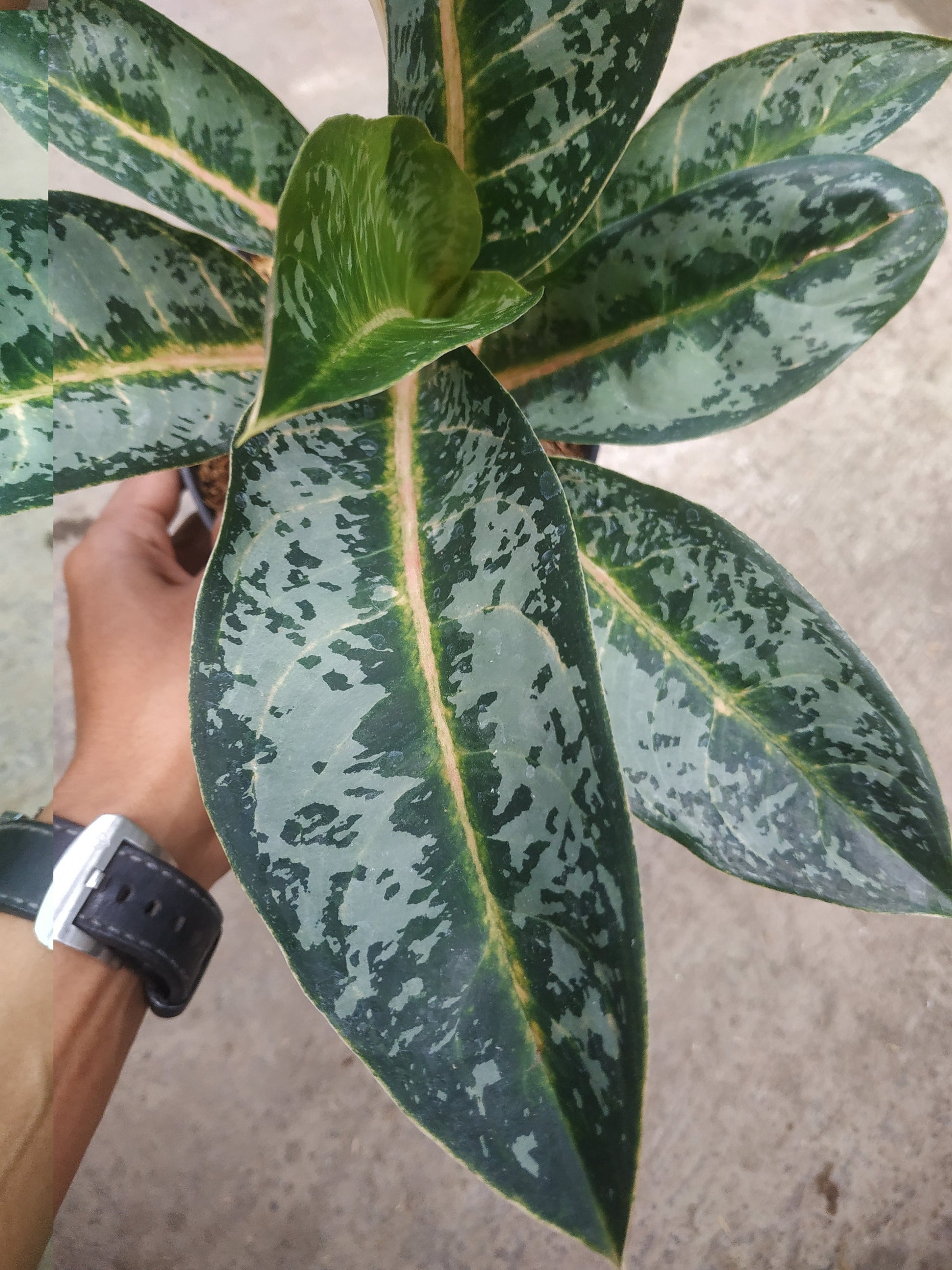 Aglaonema gajah mada, live aglaonema gajah mada, live aglaonema gajah mada plants, rare aglaonema gajah mada, rare aglaonema gajah mada live plants, tropical aglaonema gajah mada live plants, wholesale aglaonema gajah mada, outdoor plant, indoor plants, winter plants, summer plants, spring plants, houseplants, rare aglaonema gajah mada live plants, live aglaonema gajah mada rare plants