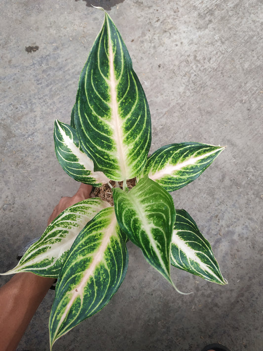 Aglaonema pink sunset, live aglaonema pink sunset, live aglaonema pink sunset plants, rare aglaonema pink sunset, rare aglaonema pink sunset live plants, tropical aglaonema pink sunset live plants, wholesale aglaonema pink sunset, outdoor plant, indoor plants, winter plants, summer plants, spring plants, houseplants, rare aglaonema pink sunset live plants, live aglaonema pink sunset rare plants