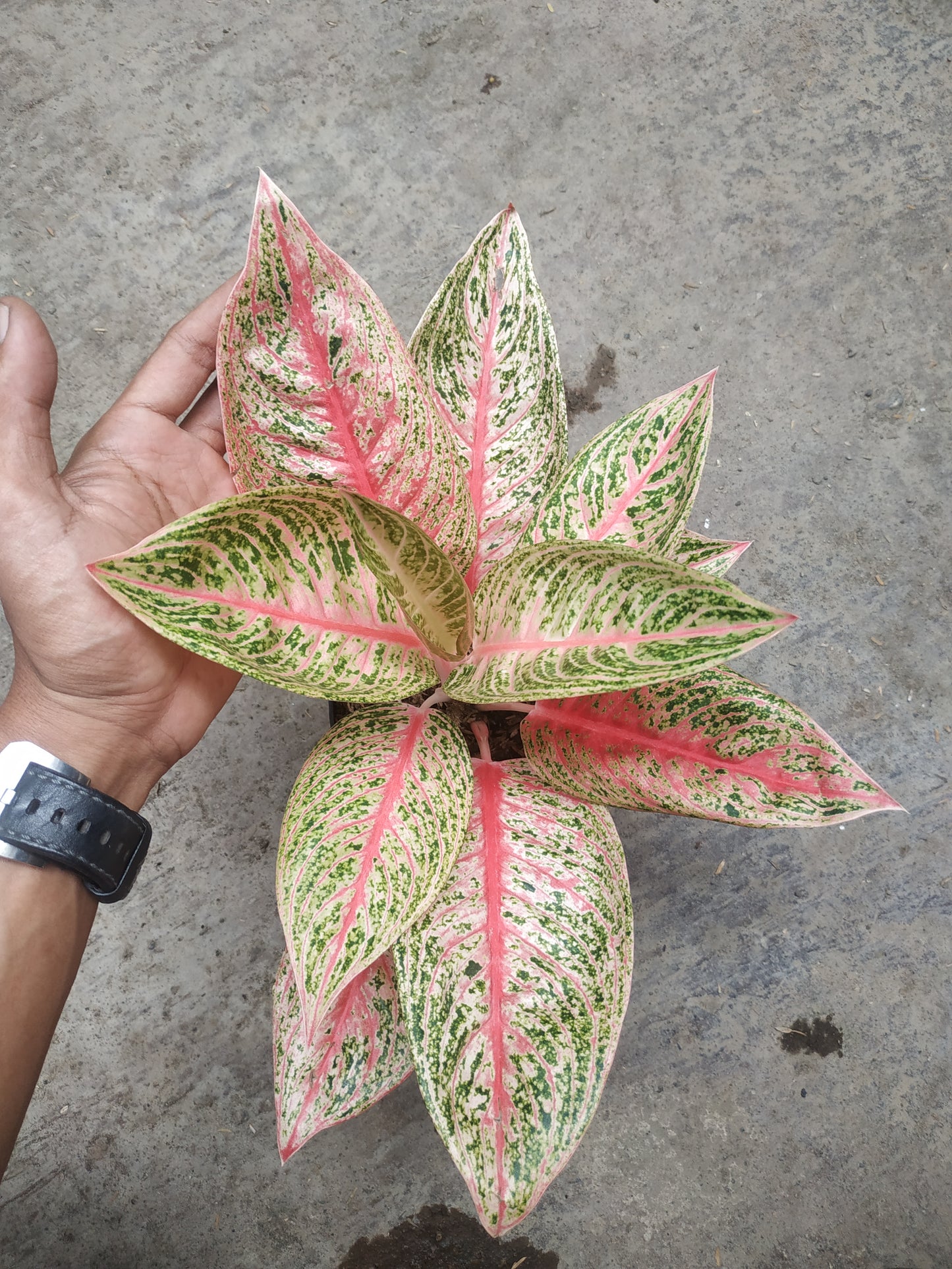 Aglaonema red legacy, live aglaonema red legacy, live aglaonema red legacy plants, rare aglaonema red legacy, rare aglaonema red legacy live plants, tropical aglaonema red legacy live plants, wholesale aglaonema red legacy, outdoor plant, indoor plants, winter plants, summer plants, spring plants, houseplants, rare aglaonema red legacy live plants, live aglaonema red legacy rare plants