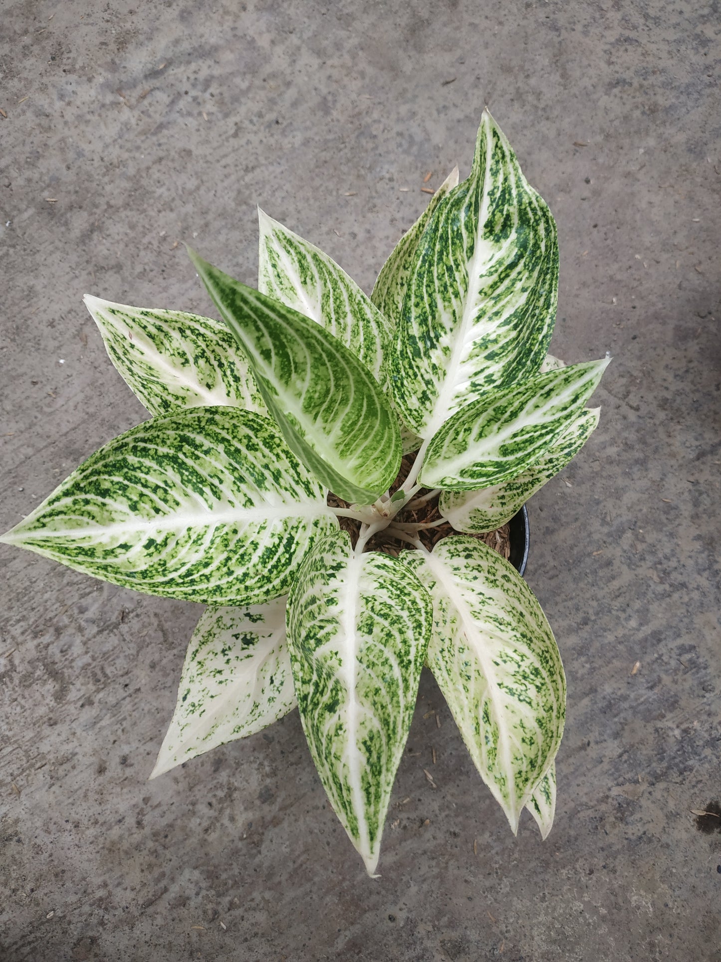 aglaonema, live aglaonema white legacy, live aglaonema white legacy plants, rare aglaonema white legacy, rare aglaonema white legacy live plants, tropical aglaonema white legacy live plants, wholesale aglaonema white legacy, outdoor plant, indoor plants, winter plants, summer plants, spring plants, houseplants, rare aglaonema white legacy plants, live aglaonema white legacy rare plants