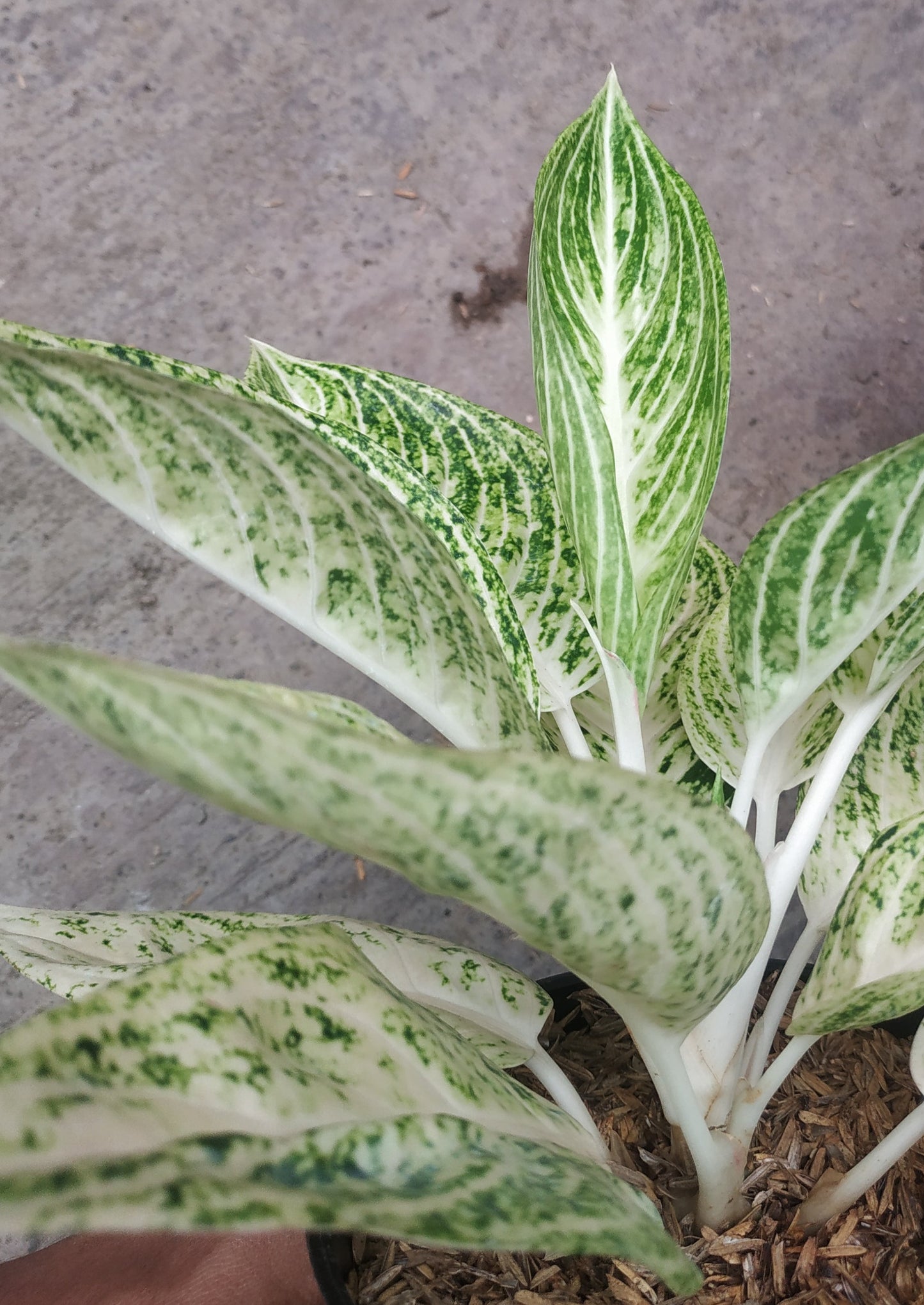 aglaonema, live aglaonema white legacy, live aglaonema white legacy plants, rare aglaonema white legacy, rare aglaonema white legacy live plants, tropical aglaonema white legacy live plants, wholesale aglaonema white legacy, outdoor plant, indoor plants, winter plants, summer plants, spring plants, houseplants, rare aglaonema white legacy plants, live aglaonema white legacy rare plants