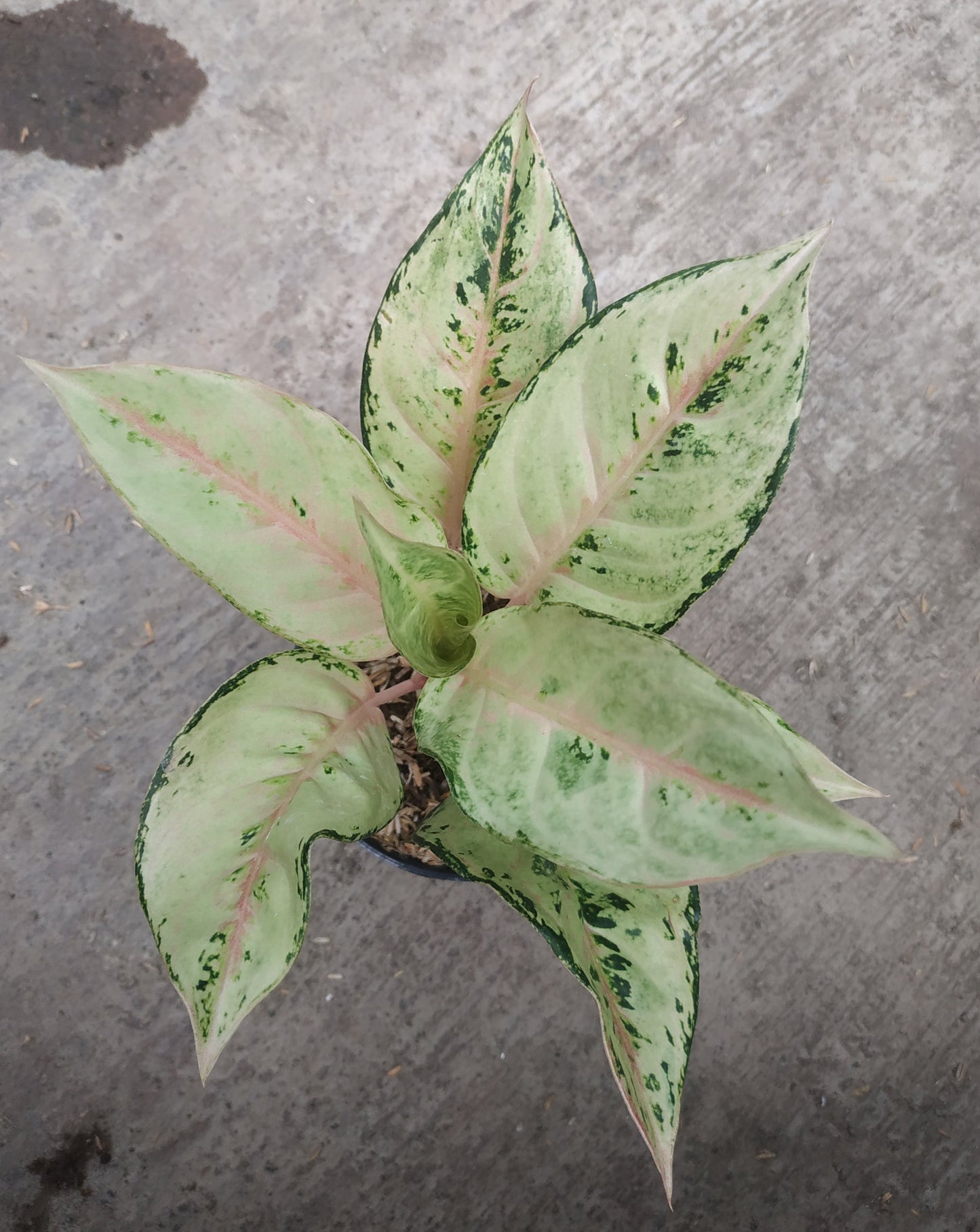 Aglaonema frozen, live Aglaonema frozen, live Aglaonema frozen plants, rare Aglaonema frozen, rare Aglaonema frozen live plants Aglaonema frozen, tropical Aglaonema frozen live plants, wholesale Aglaonema frozen, outdoor plant, indoor plants, winter plants, summer plants, spring plants, houseplants, rare Aglaonema frozen live plants, live Aglaonema frozen plants