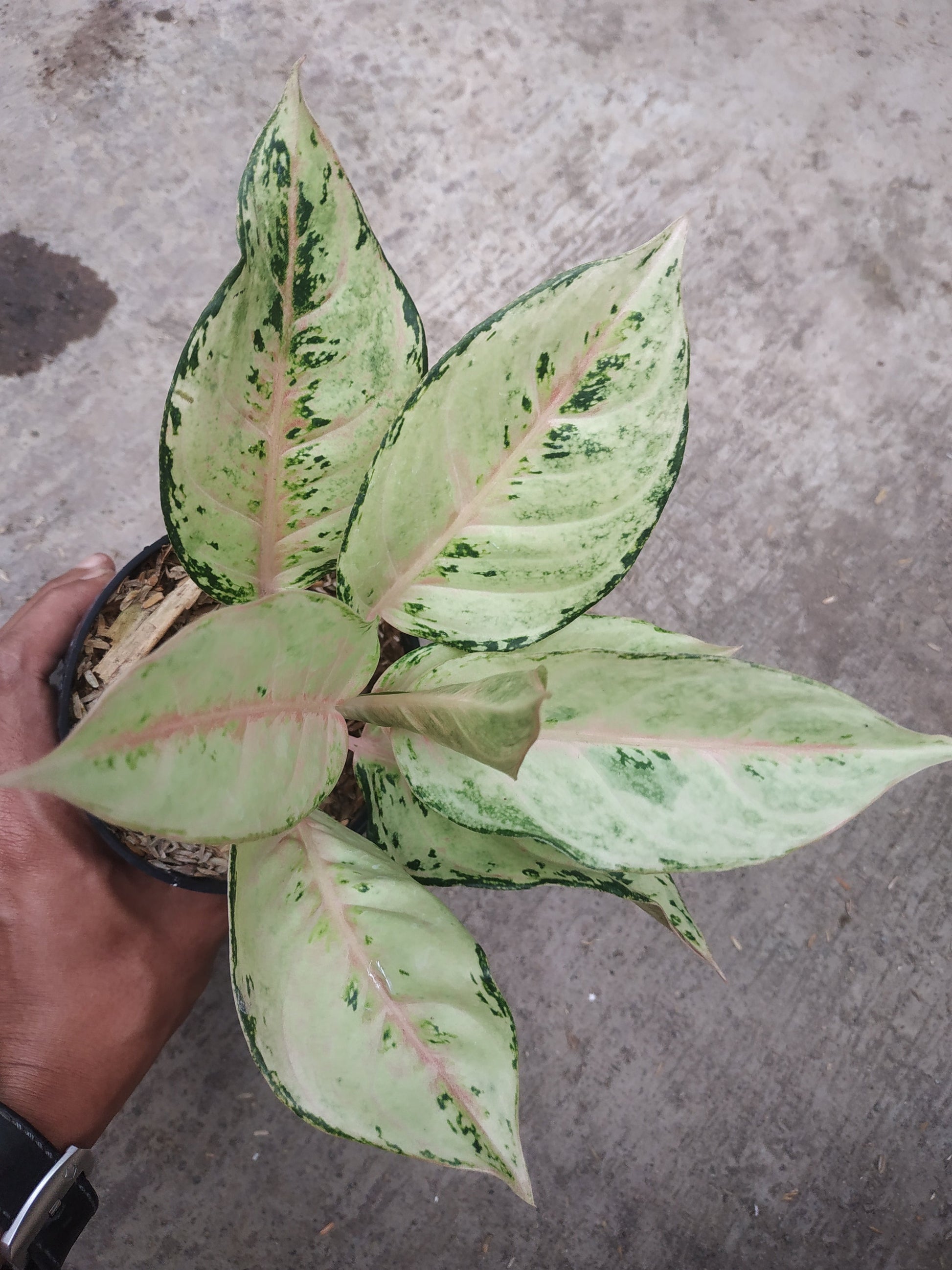 Aglaonema frozen, live Aglaonema frozen, live Aglaonema frozen plants, rare Aglaonema frozen, rare Aglaonema frozen live plants Aglaonema frozen, tropical Aglaonema frozen live plants, wholesale Aglaonema frozen, outdoor plant, indoor plants, winter plants, summer plants, spring plants, houseplants, rare Aglaonema frozen live plants, live Aglaonema frozen plants