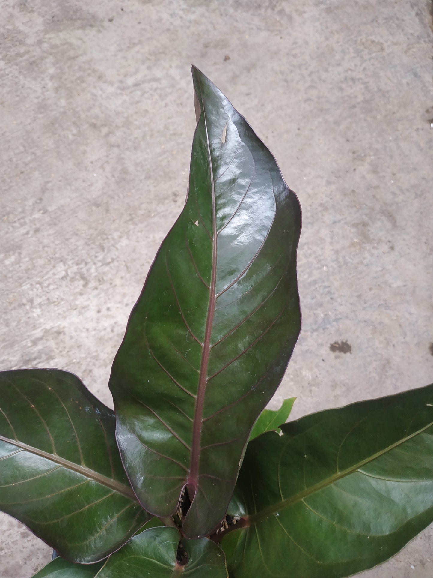 anthurium, live anthurium hookeri black, live anthurium hookeri black plants, rare anthurium hookeri black, rare anthurium hookeri black live plants, tropical anthurium hookeri black live plants, wholesale anthurium hookeri black, outdoor plant, indoor plants, winter plants, summer plants, spring plants, houseplants, rare anthur hookeri black flame plants, live anthurium hookeri black rare plants