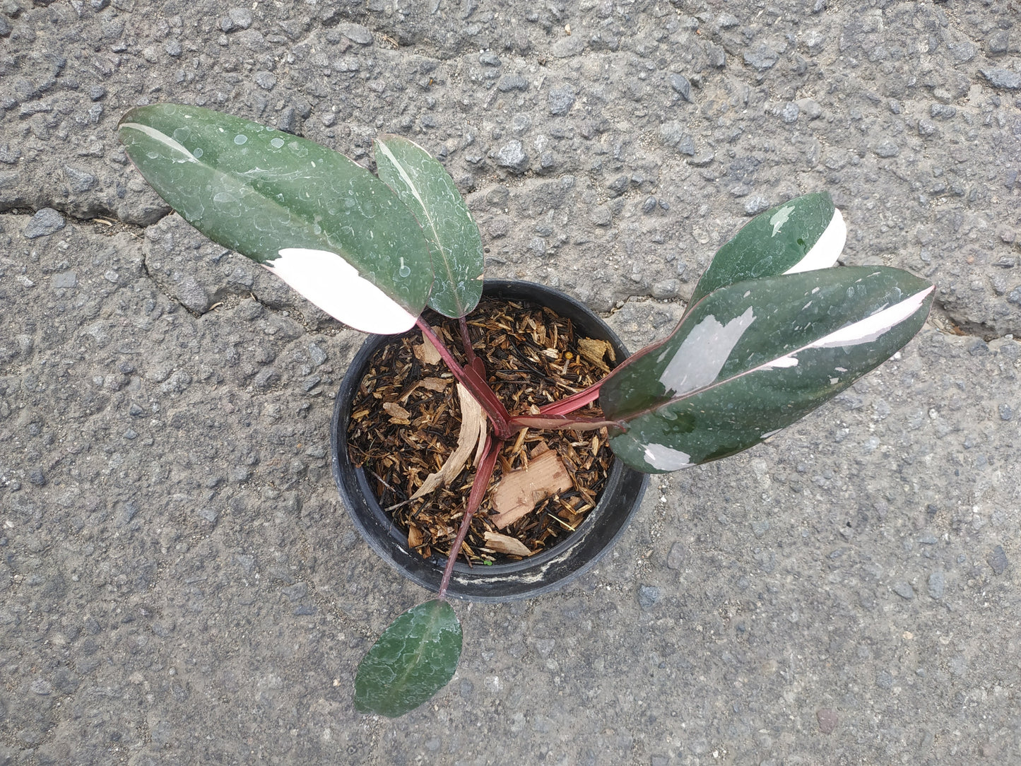 Philodendron Pink Princess Small