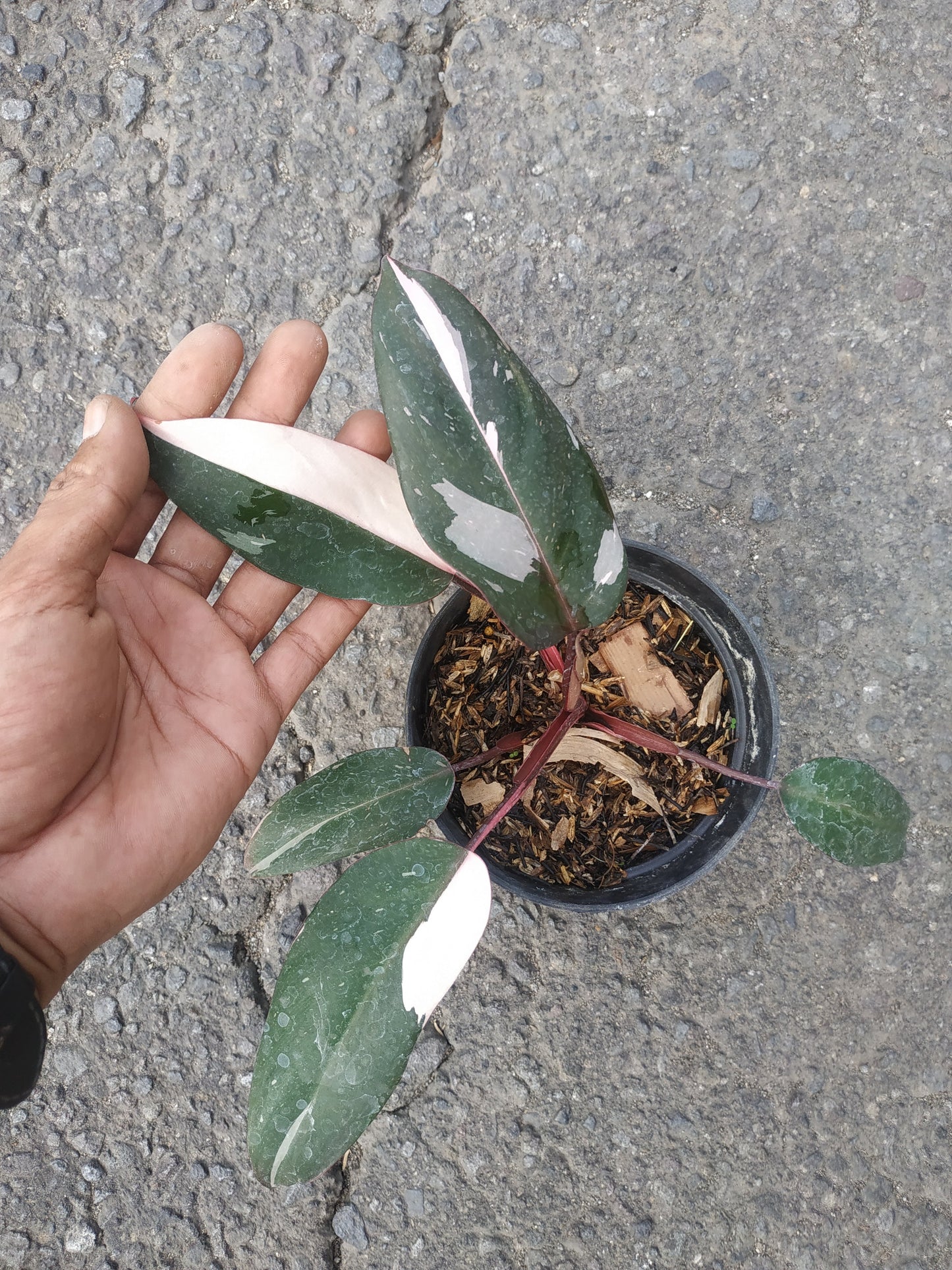 Philodendron Pink Princess Small