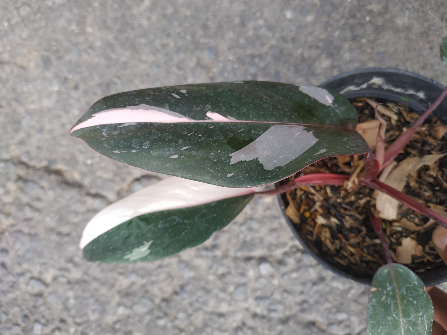 Philodendron Pink Princess Small